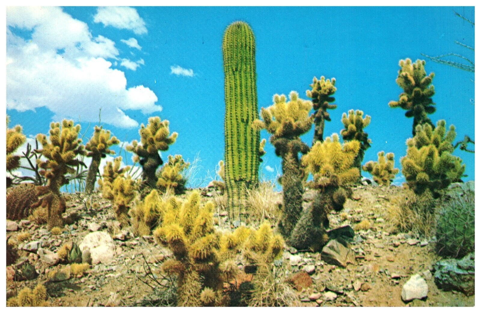Postcard A group of desert Cholla Saguaro and Barrell Cacti Phoenix Arizona