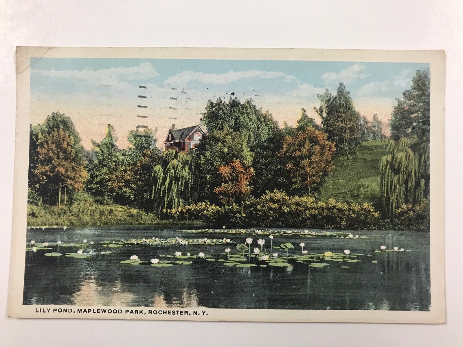 vintage 1921 Lily pond Maplewood park Rochester N Y post card