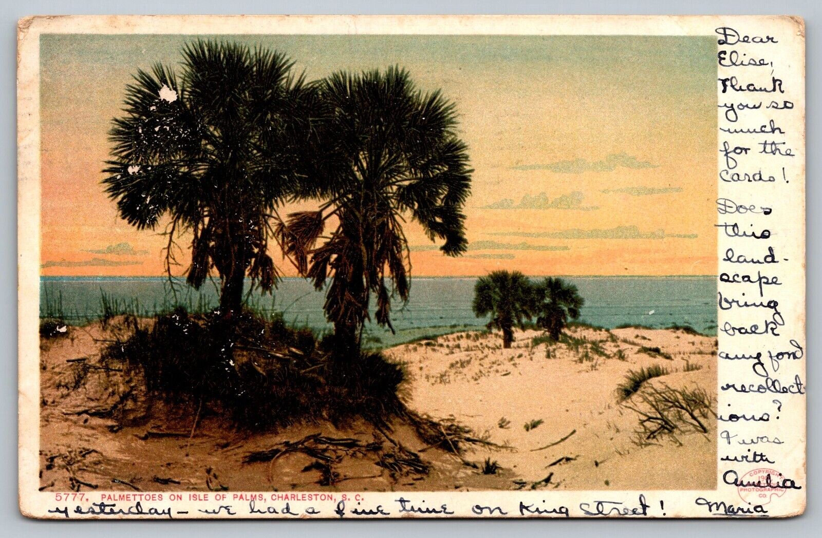 Postcard Palmettoes on Isle of Palms Sand Dunes Charleston South Carolina SC UDB