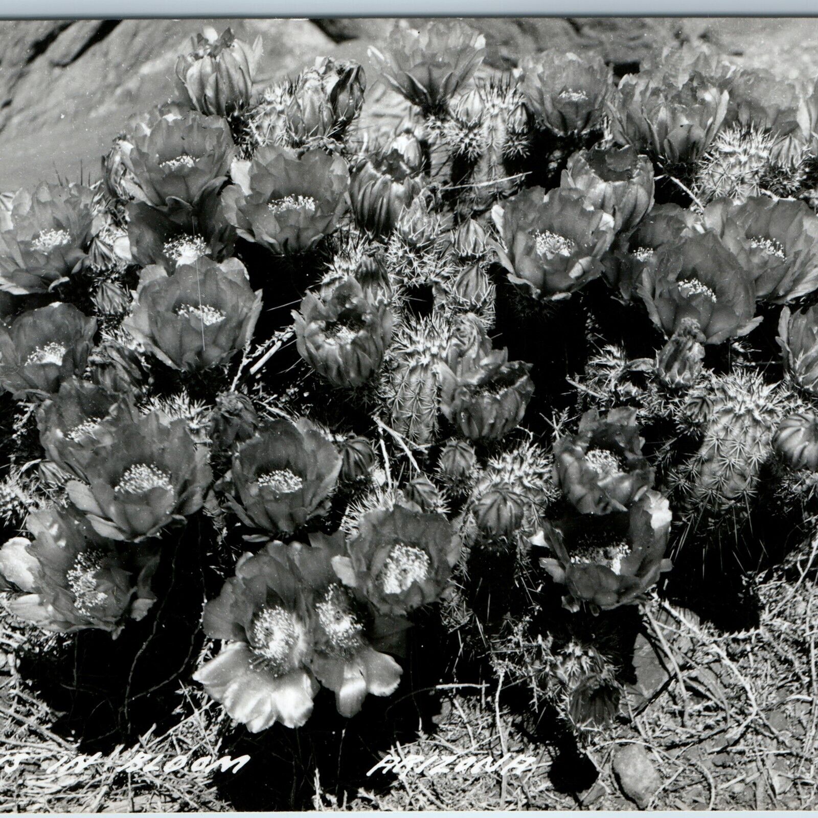 c1940s AZ Ariz. Arizona RPPC Cactus Flowers Bloom Nature LL Cook Real Photo A199
