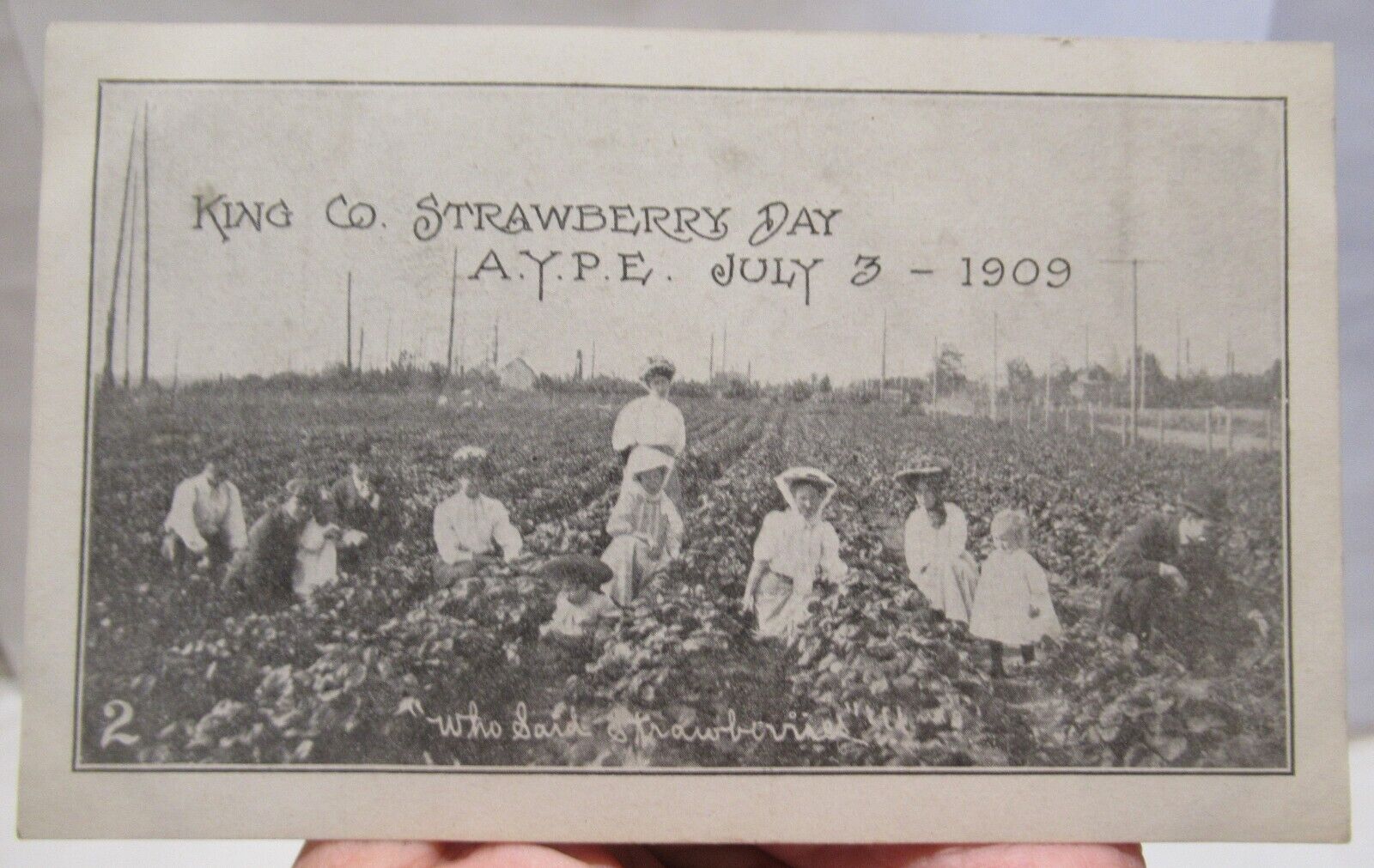1909 - KING CO. STRAWBERRY DAY - vintage POSTCARD - POST CARD - #1847