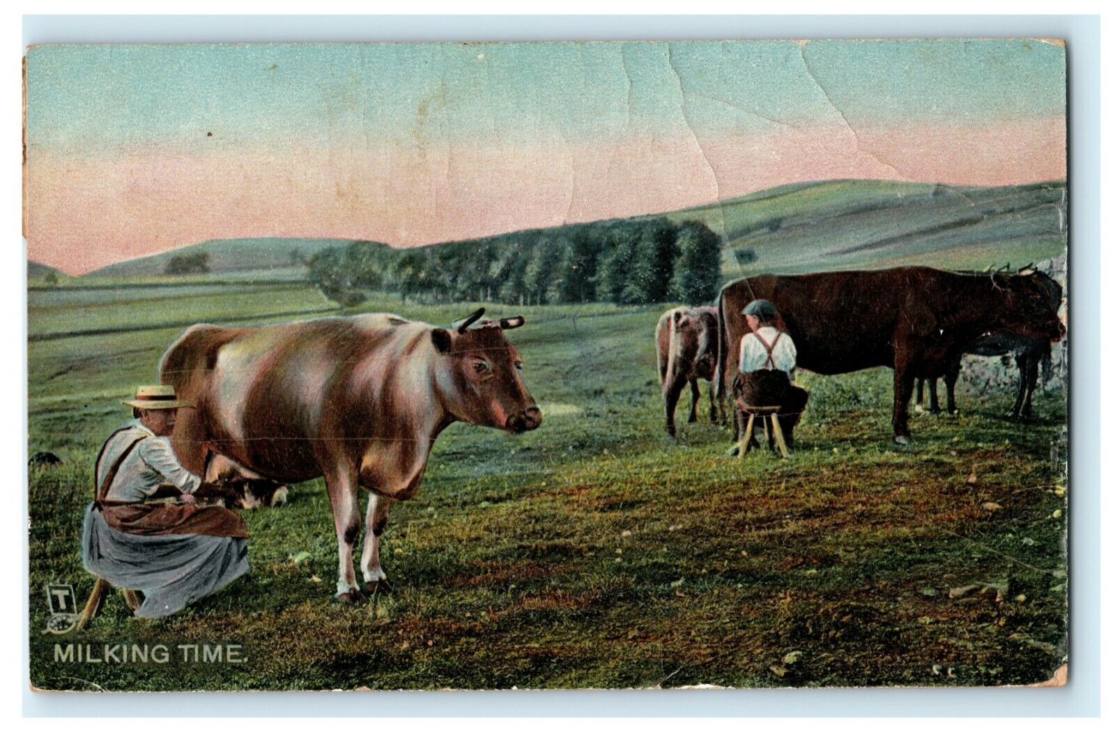 Milking Time Cows Rare View 1908 Tuck\'s Water Park Vintage Antique Postcard