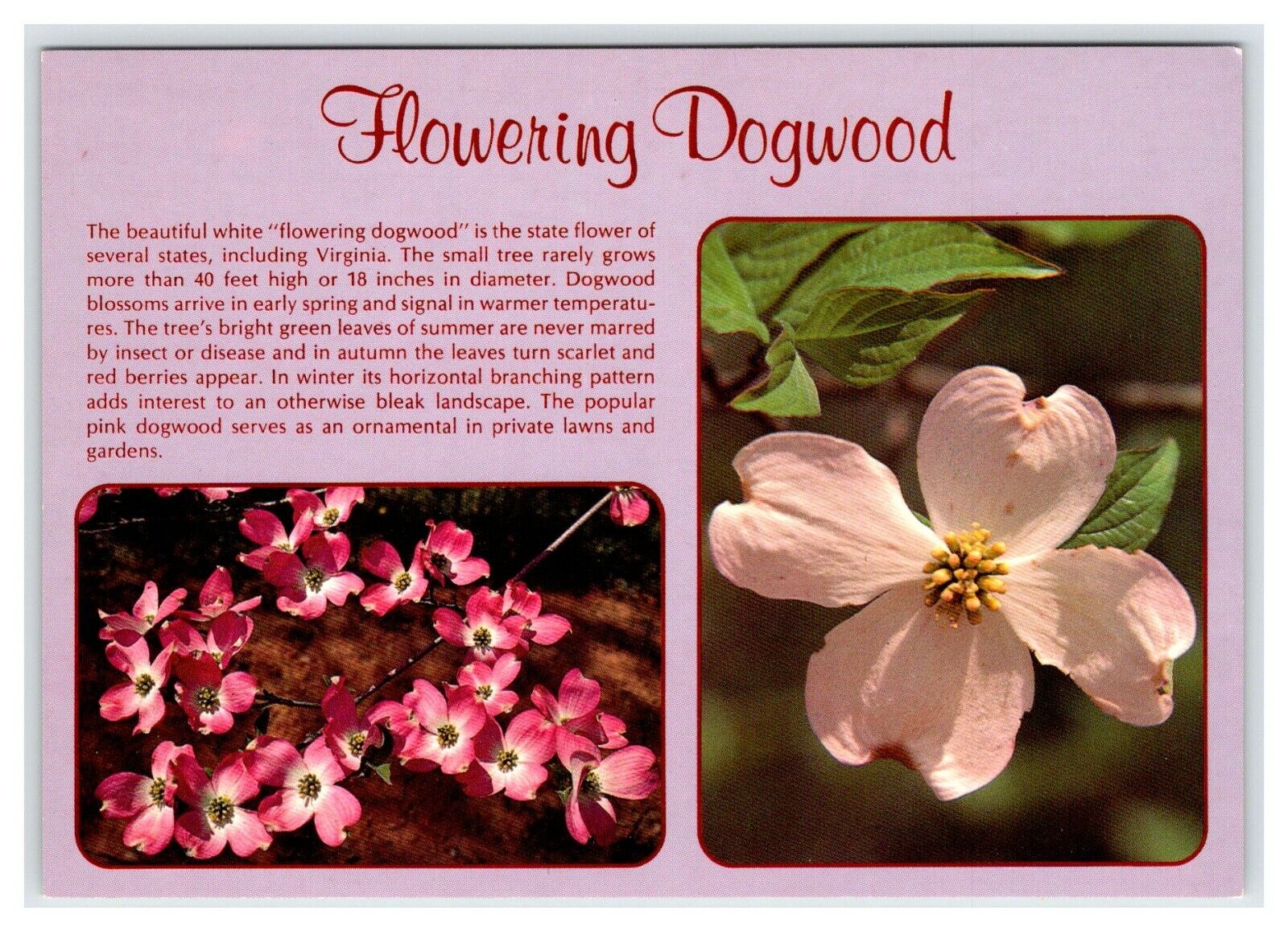 Flowering Dogwood Unused Vintage 4x6 Postcard EB312