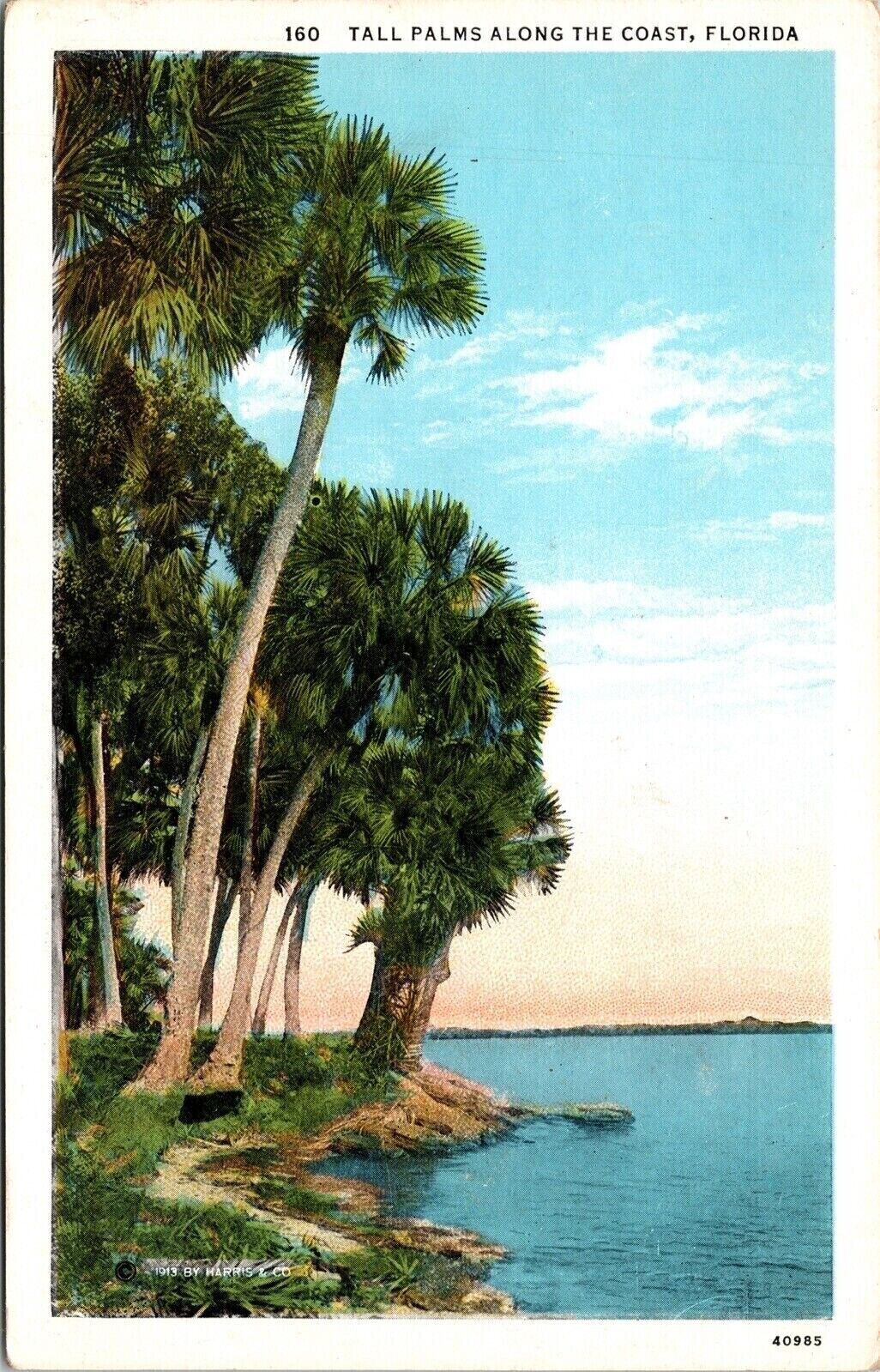 Tall Palms Along Coast Florida FL WB Postcard UNP VTG Curt Teich Unused Vintage