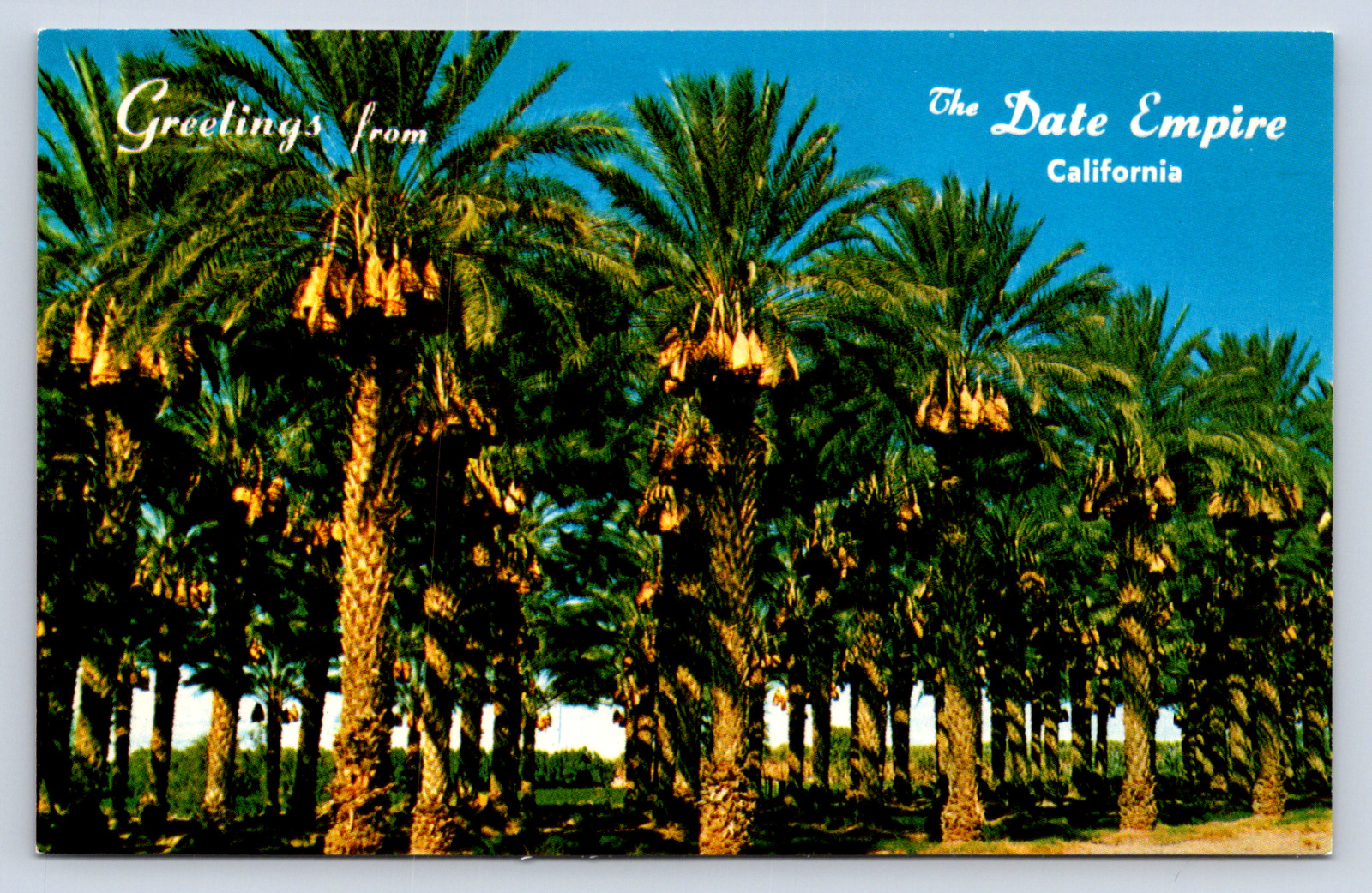 Vintage Postcard Date Groves Coachella Valley Palm Springs California