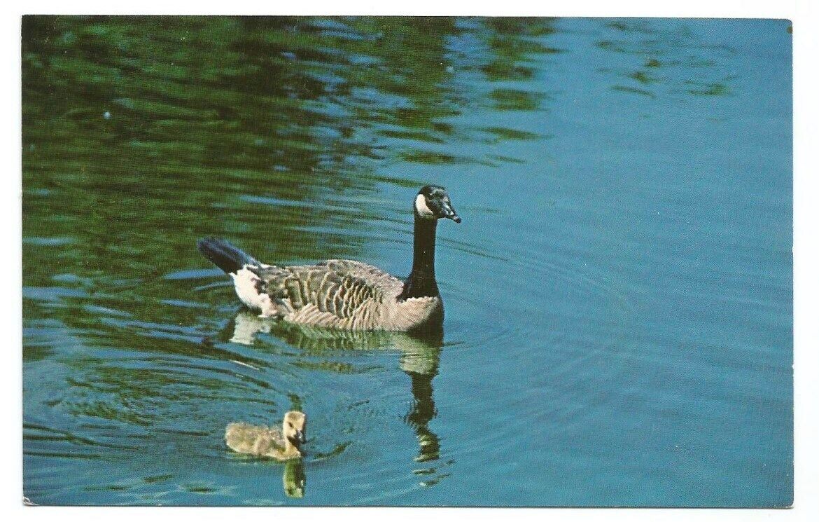 Ithaca NY Postcard New York Cornell Canadian Geese Goose