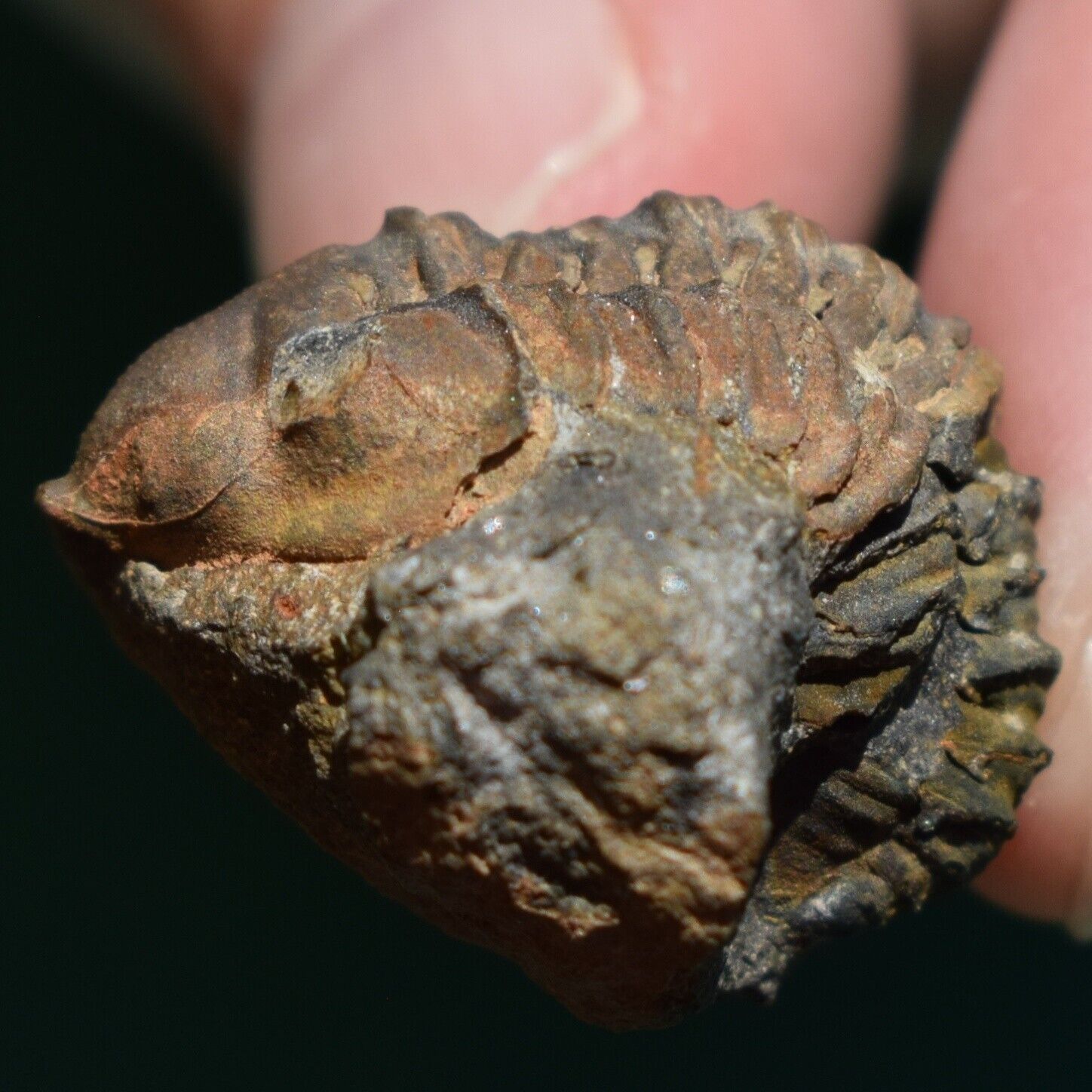 Very Rare Trilobite Fossil Schizostylus brevicaudatus Bolivia Devonian