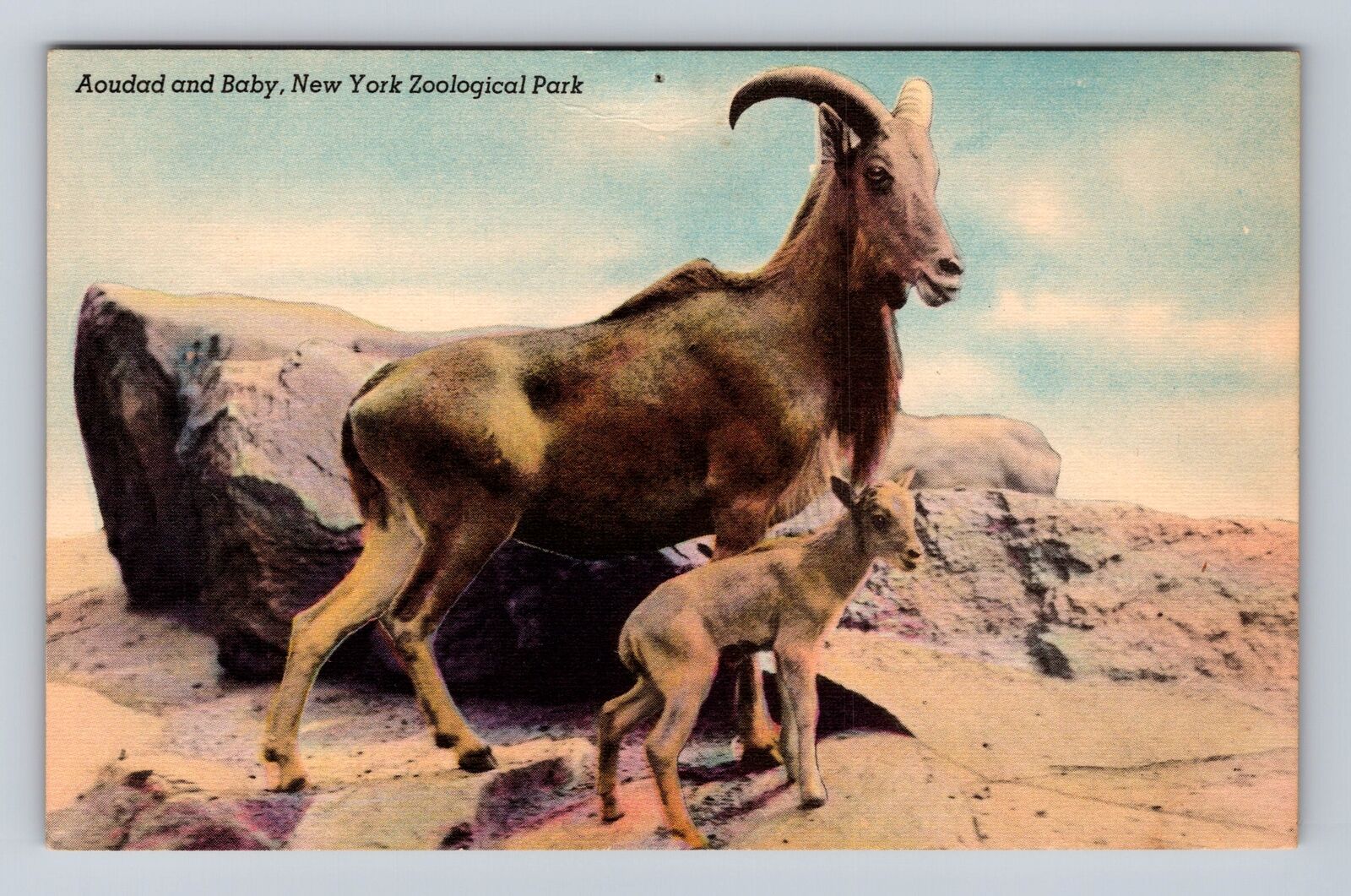 New York City NY, Aoudad New York Zoological Park Vintage Souvenir Postcard