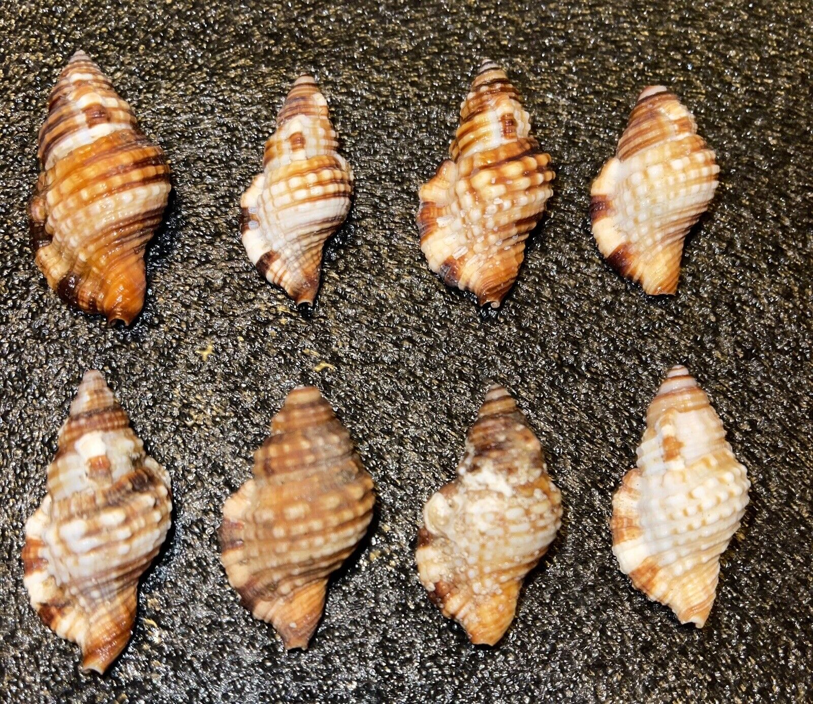 8 Large Triton Seashells  From Kauai