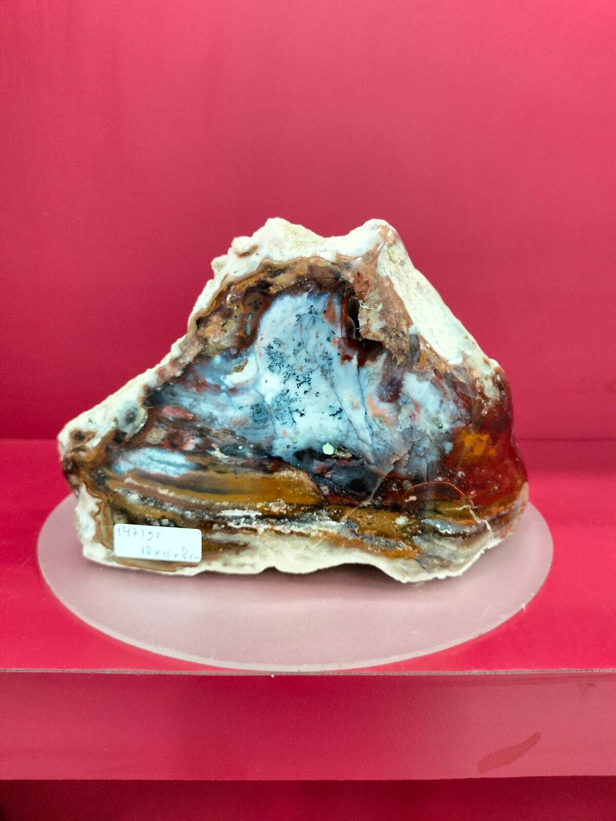 Rare special color petrified wood with picture polished 1471gr (18x11x8cm)