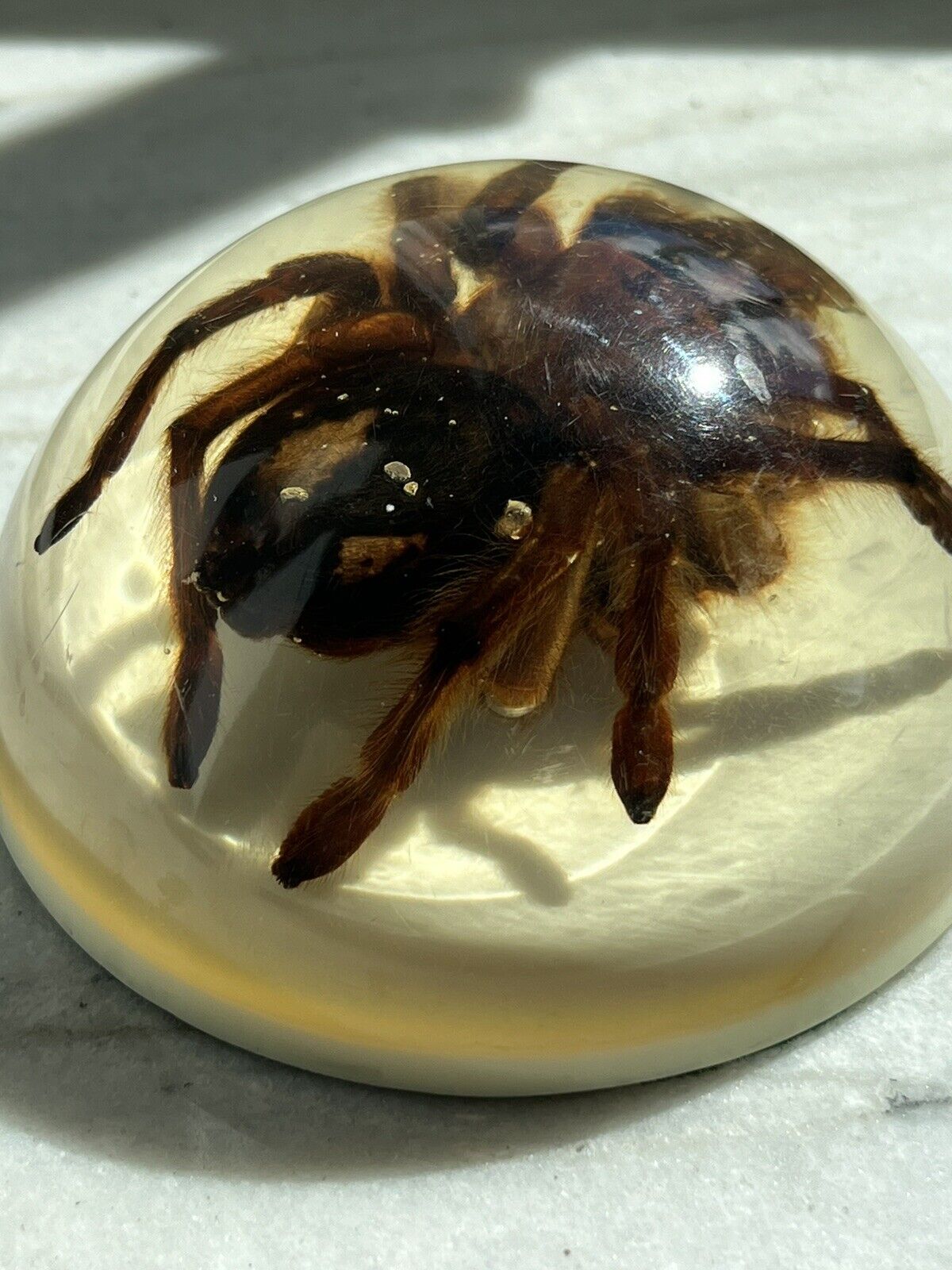 VINTAGE HUGE TARANTULA LUCITE 4” DOME PAPERWEIGHT REAL SPIDER ARIZONA