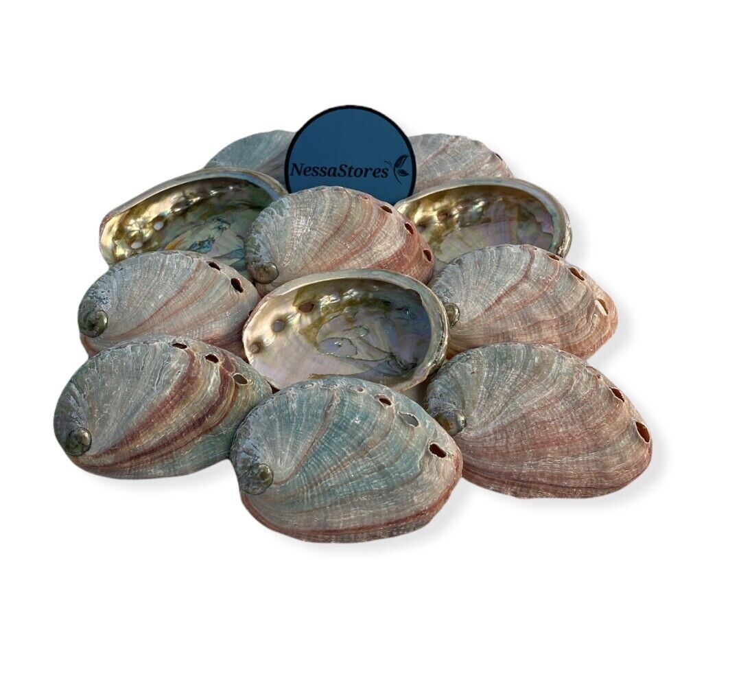 Red Abalone Sea Shell One Side Polished Beach Craft 2-3