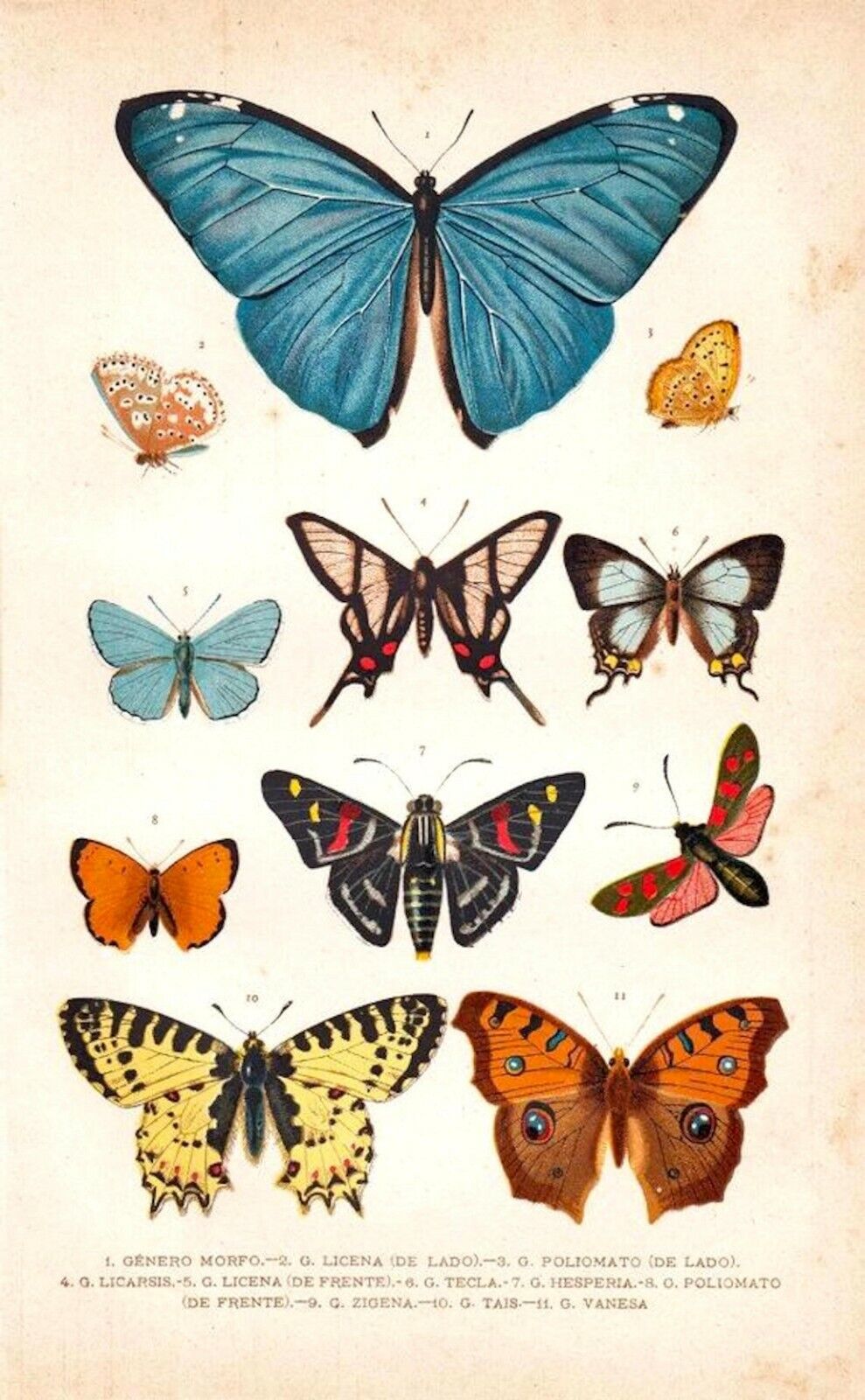 Postcard: Vintage Repro - Nouveau Summer Butterfly Chart - Blue, Yellow, Orange