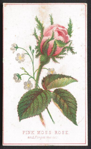Victorian Stock Card - PINK MOSS ROSE and Forget me not - no advertising