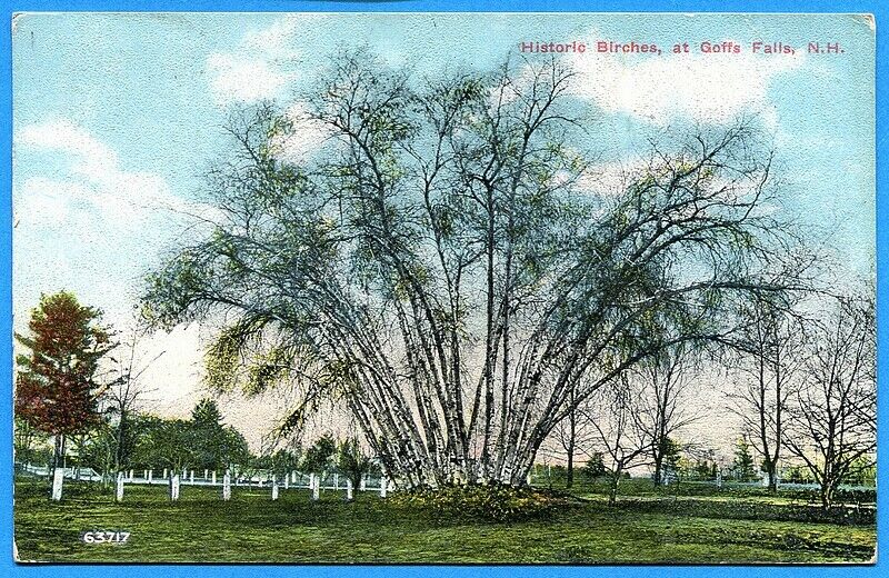 CPA USA: Historic Birches at Goffs Falls - NH / 1910