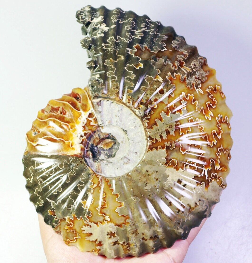 2.78lb Collection  Natural Ammonite Shell Fossil Crystal Stone Mineral Specimen