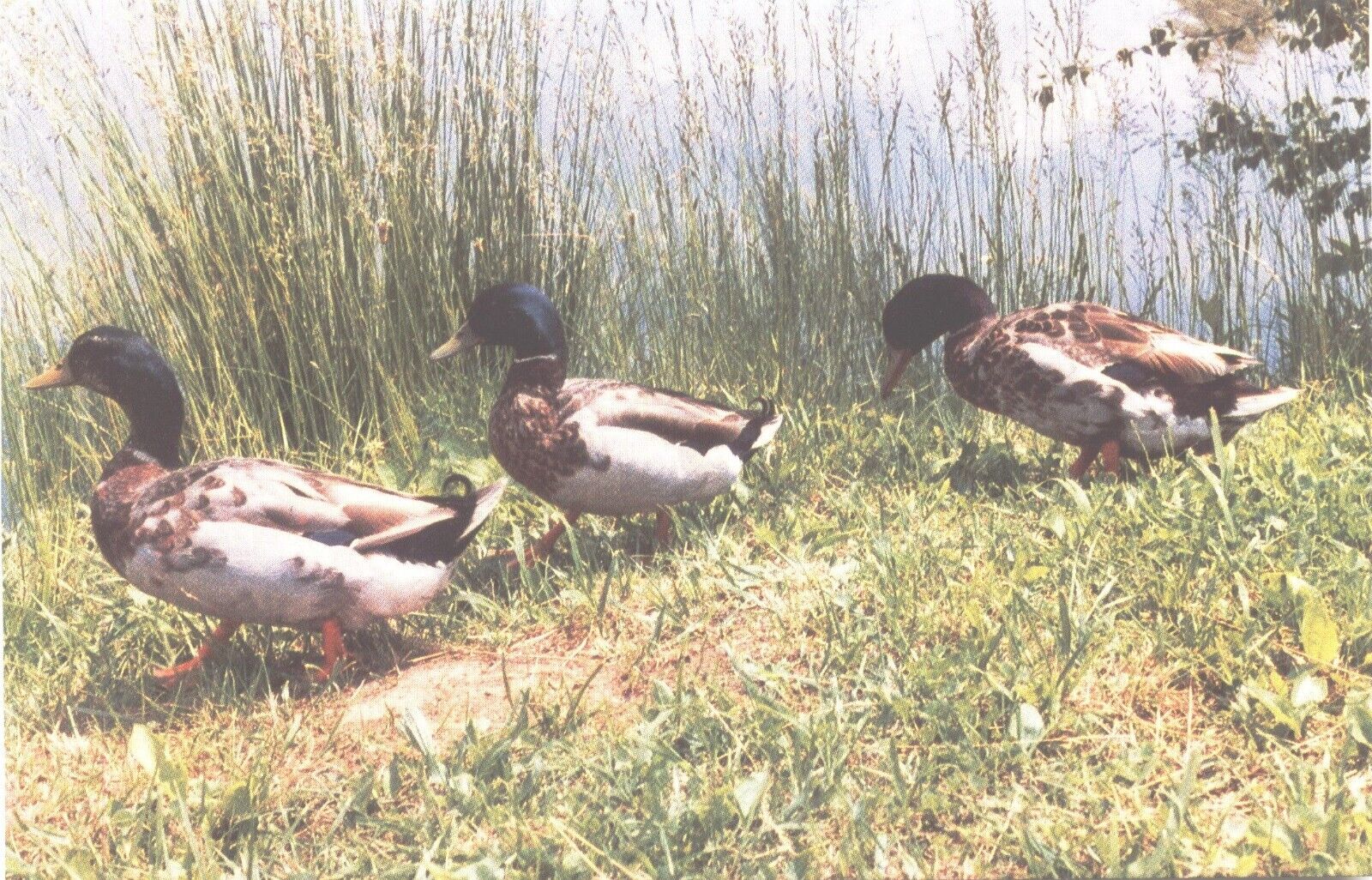 Postcard Mallard Ducks at Cedar Lakes Ripley West Virginia 1001