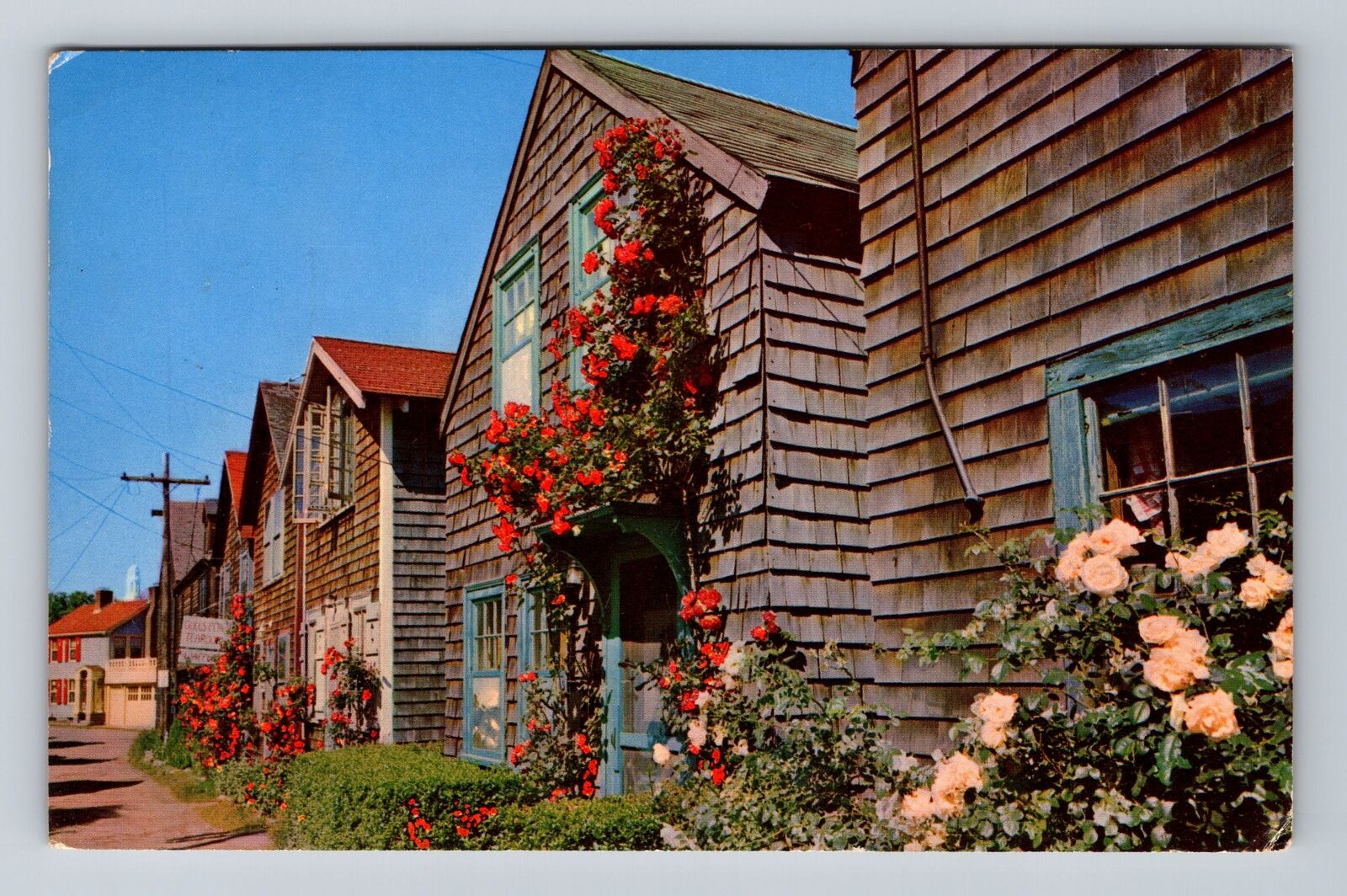 Rockport MA-Massachusetts, Roses Bearskin Neck, Cape Ann Vintage c1964 Postcard