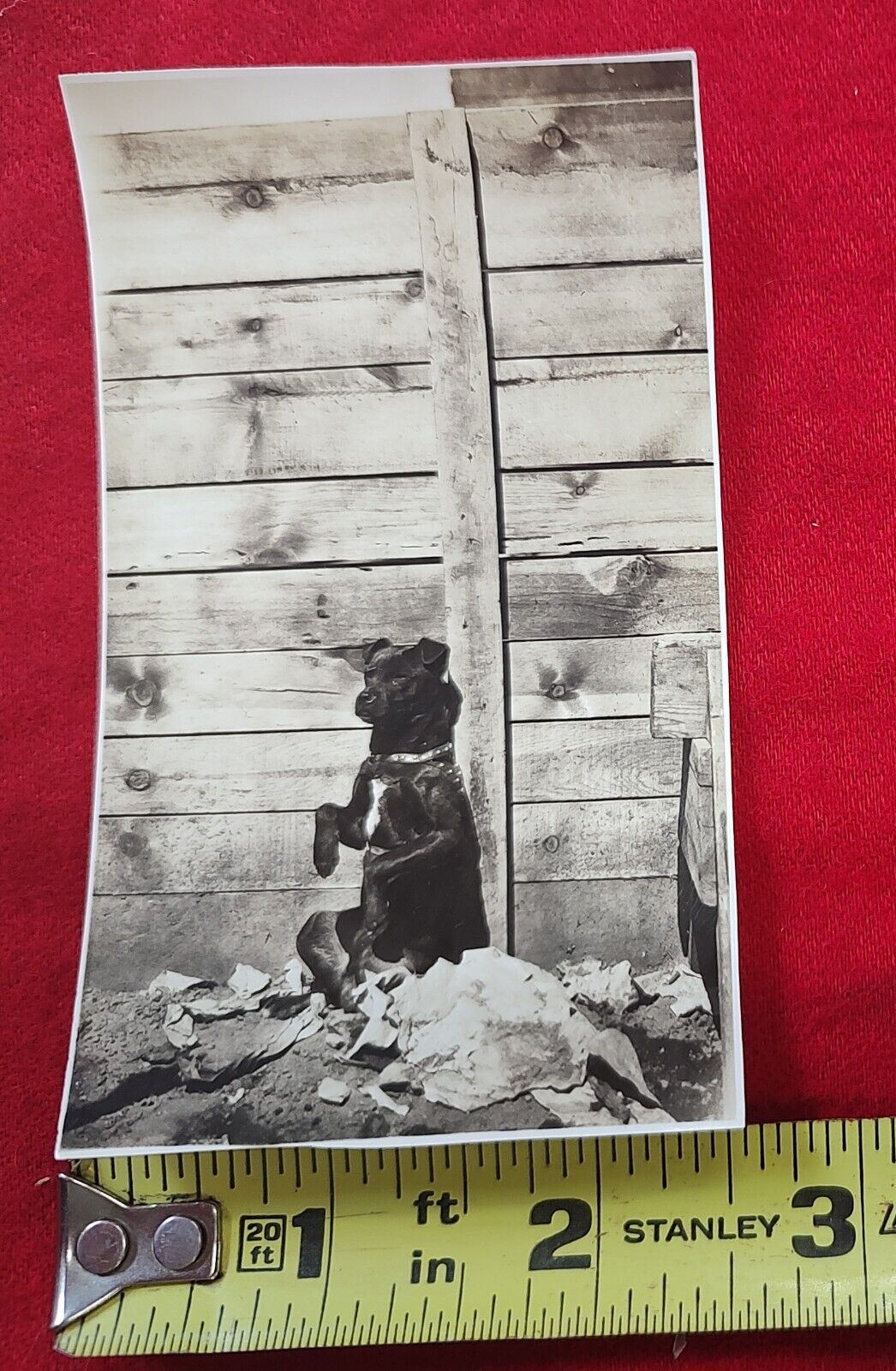 Vintage Snapshot Begging Dog Amid Trash