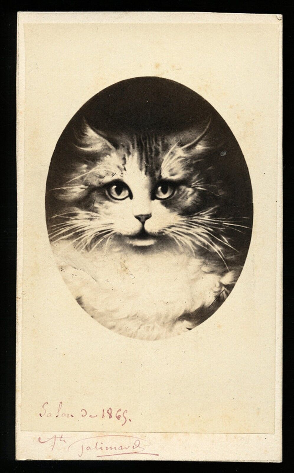 unusual of a cat signed and dated 1860s CDV Photo