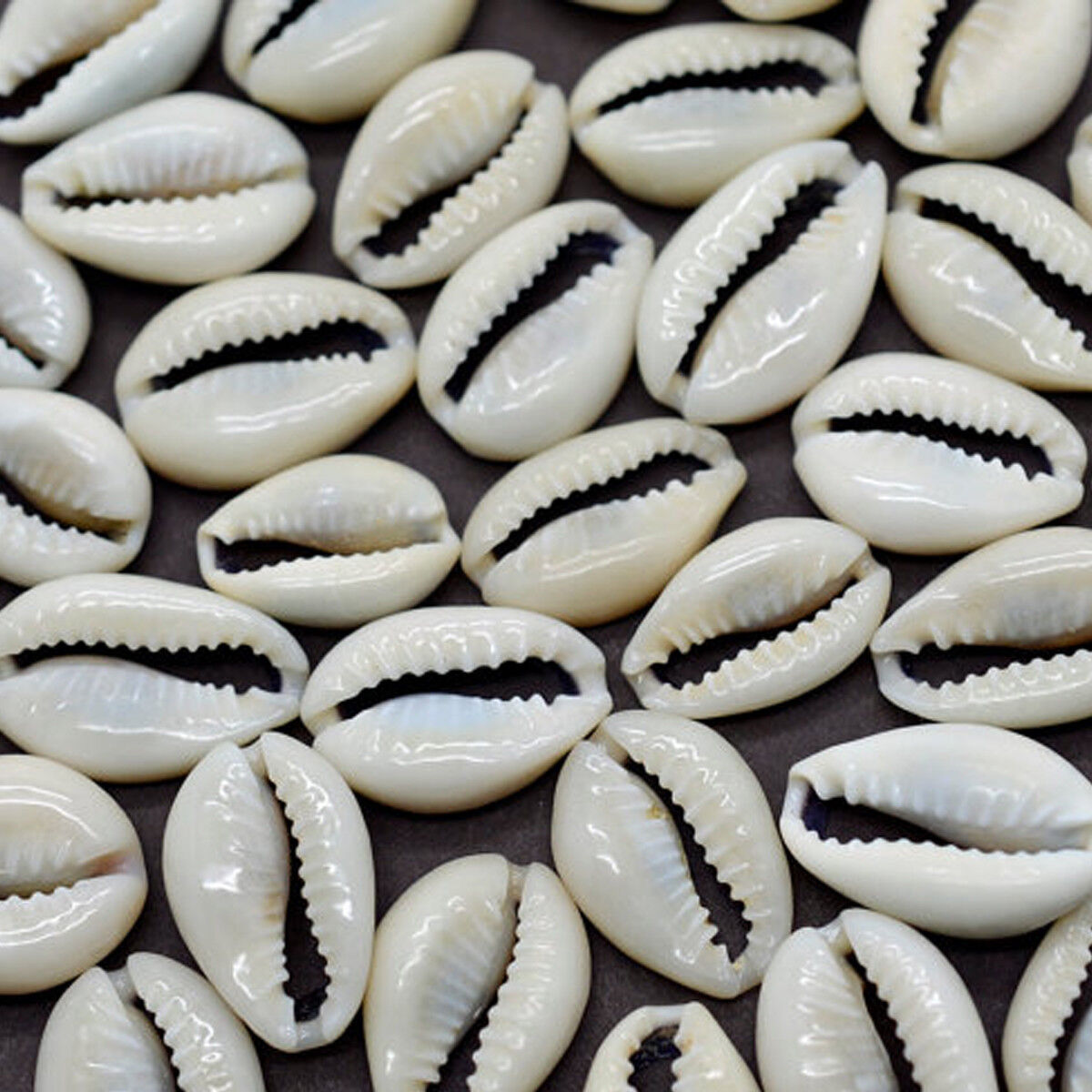 50Pcs Bulk Cut Sea Shell Cowrie Cowry Slice shells Beach Jewelry DIY 1.6-2cm Lot