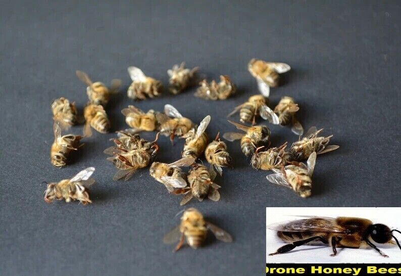 USA Honeybees Real 14 Worker Bees + 14 Drones (Fresh & Dried) SPECIMEN TAXIDERMY