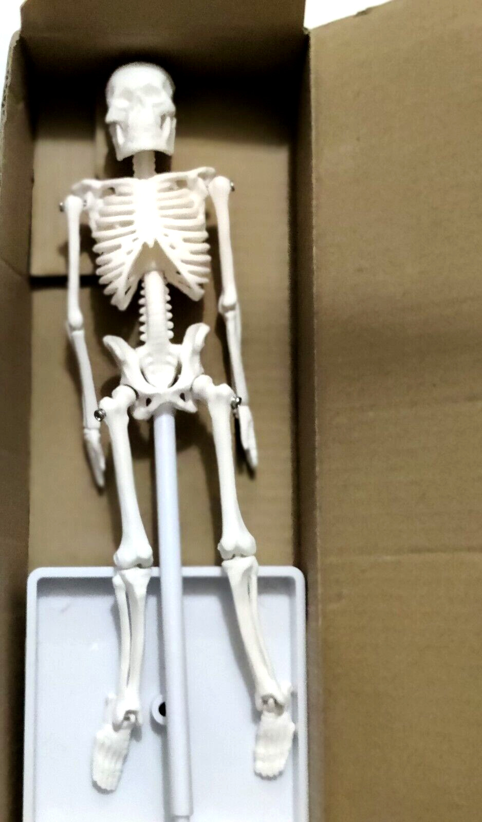 8 Inch Halloween Skeleton on a stand
