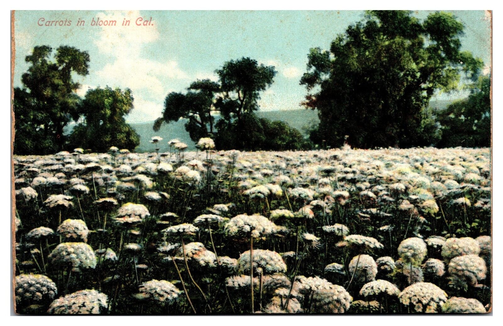 Antique Carrots in Bloom, Agriculture, CA Postcard