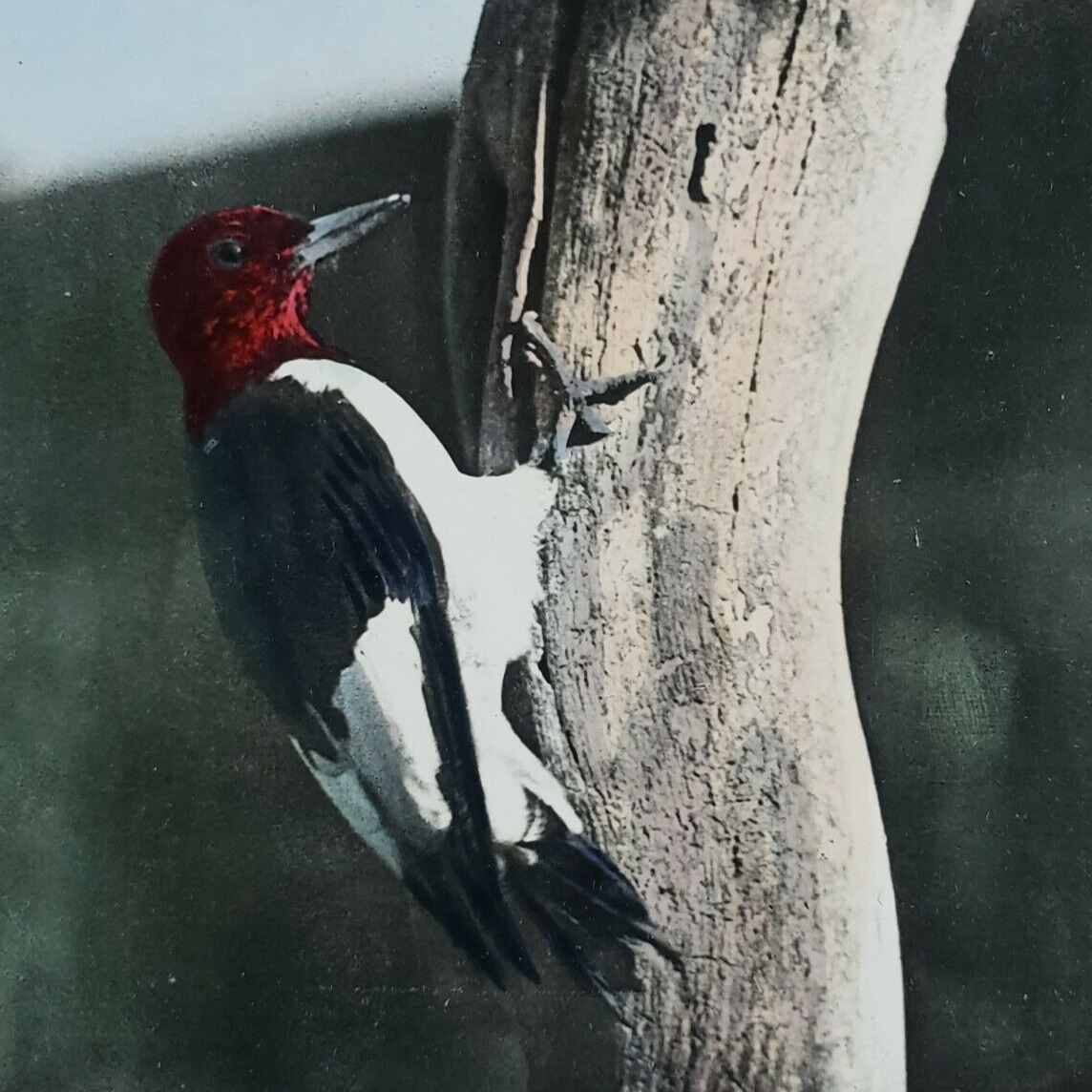 Red-Headed Woodpecker Bird Stereoview c1920 Keystone Hand-Tinted Color Tree P272