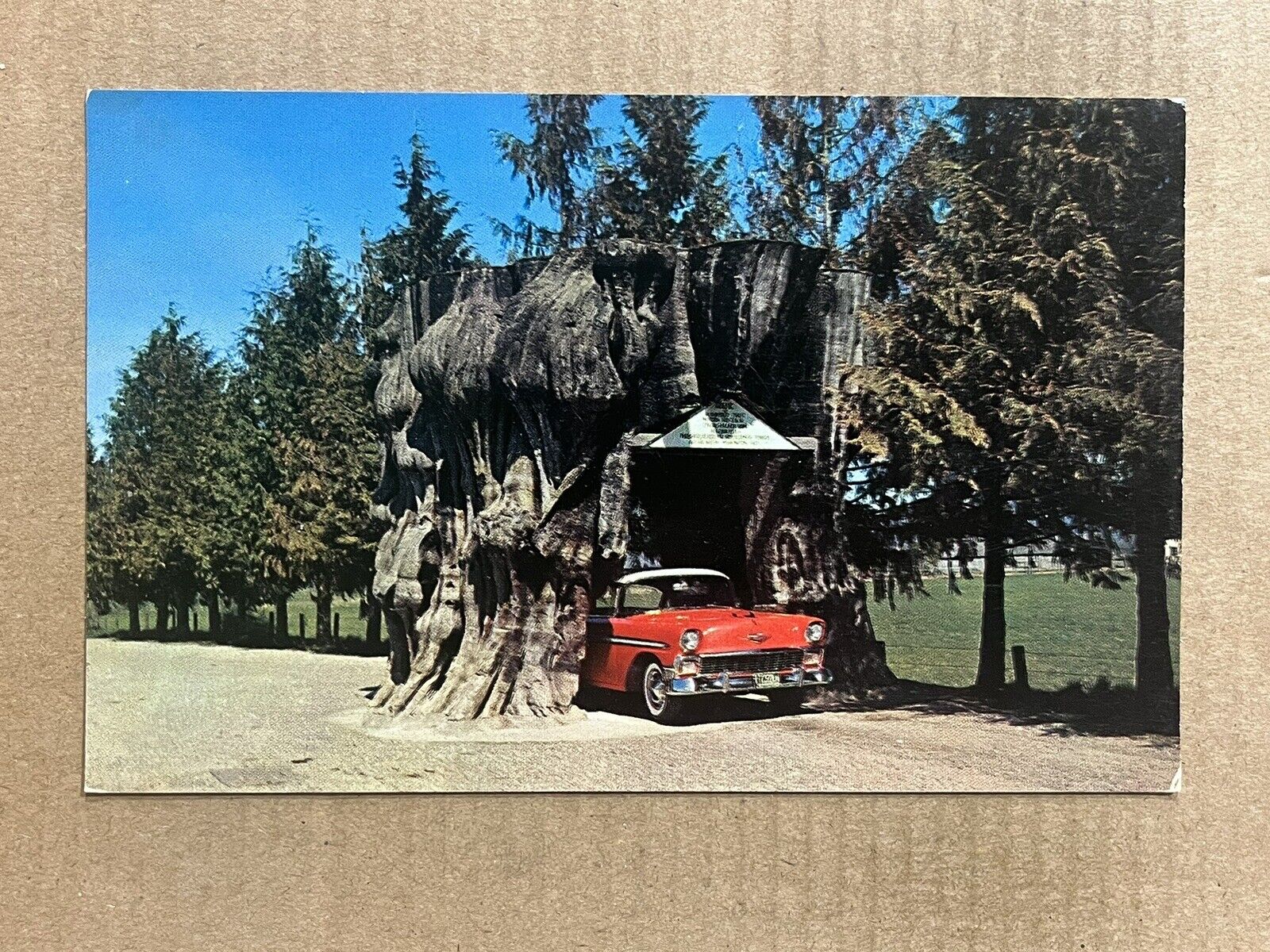 Postcard Washington WA Giant Cedar Stump Highway 99 Old Car Vintage PC