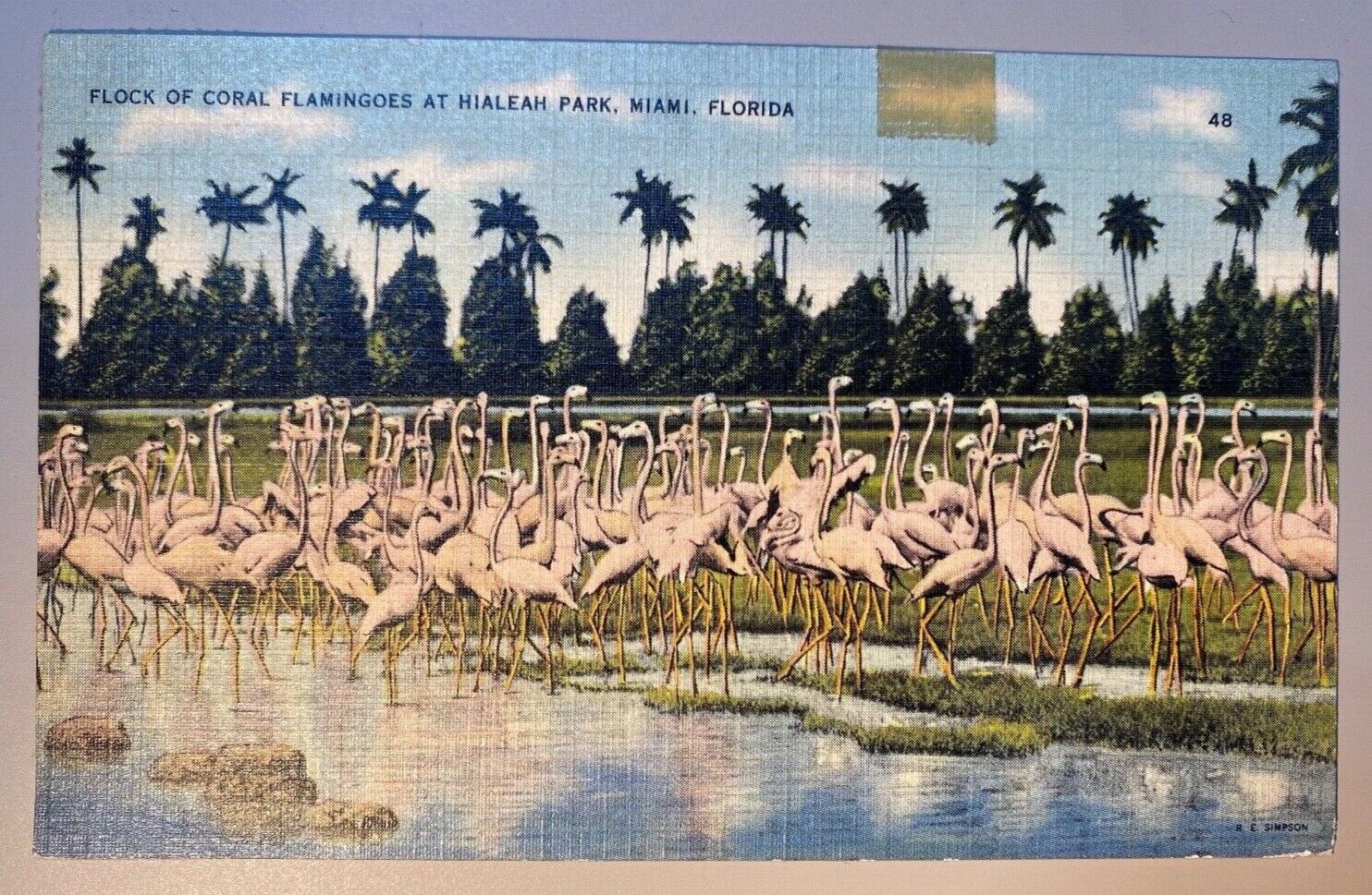 c1943 Flock of Coral Flamingos at Hialeah Park, Miami, Florida Palms Postcard