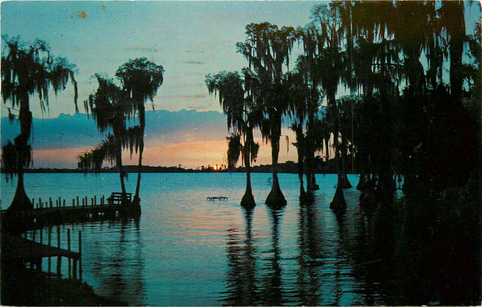 Silhouettes of Cypress Trees Cypress Gardens Florida FL pm 1964 Postcard