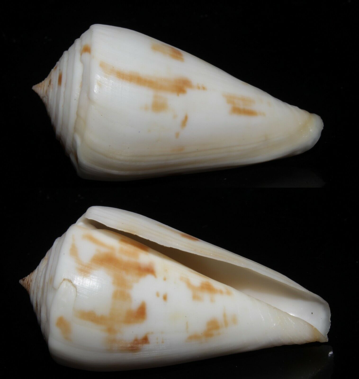 Seashell Conus lenavati CONE SNAIL 57.2mm F+++/GEM Superb Pattern Marine Species