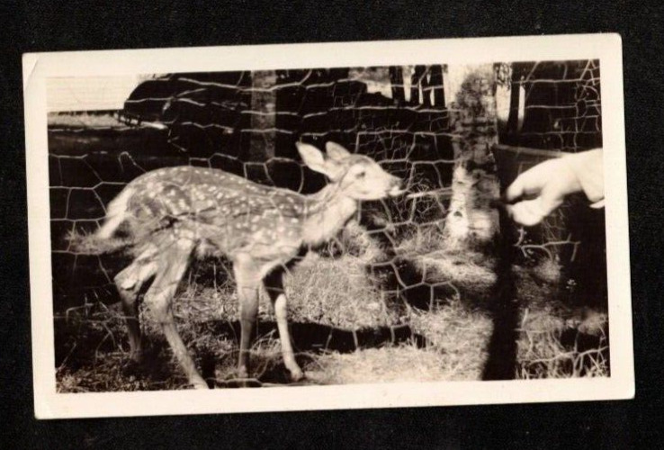 Antique Vintage Photograph Mysterious Hand Feeding Baby Deer