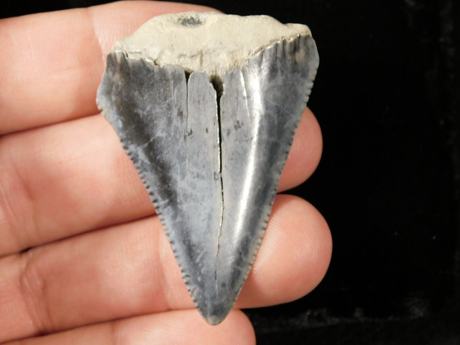 ANCESTRAL Great White SHARK Tooth Fossil SERRATED 100% Natural 13.0gr