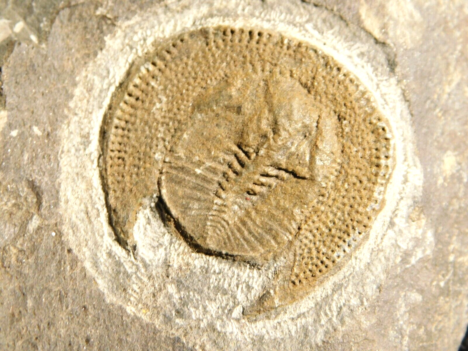Very RARE 100% Natural Declivolithus Trilobite Fossil Morocco 415gr