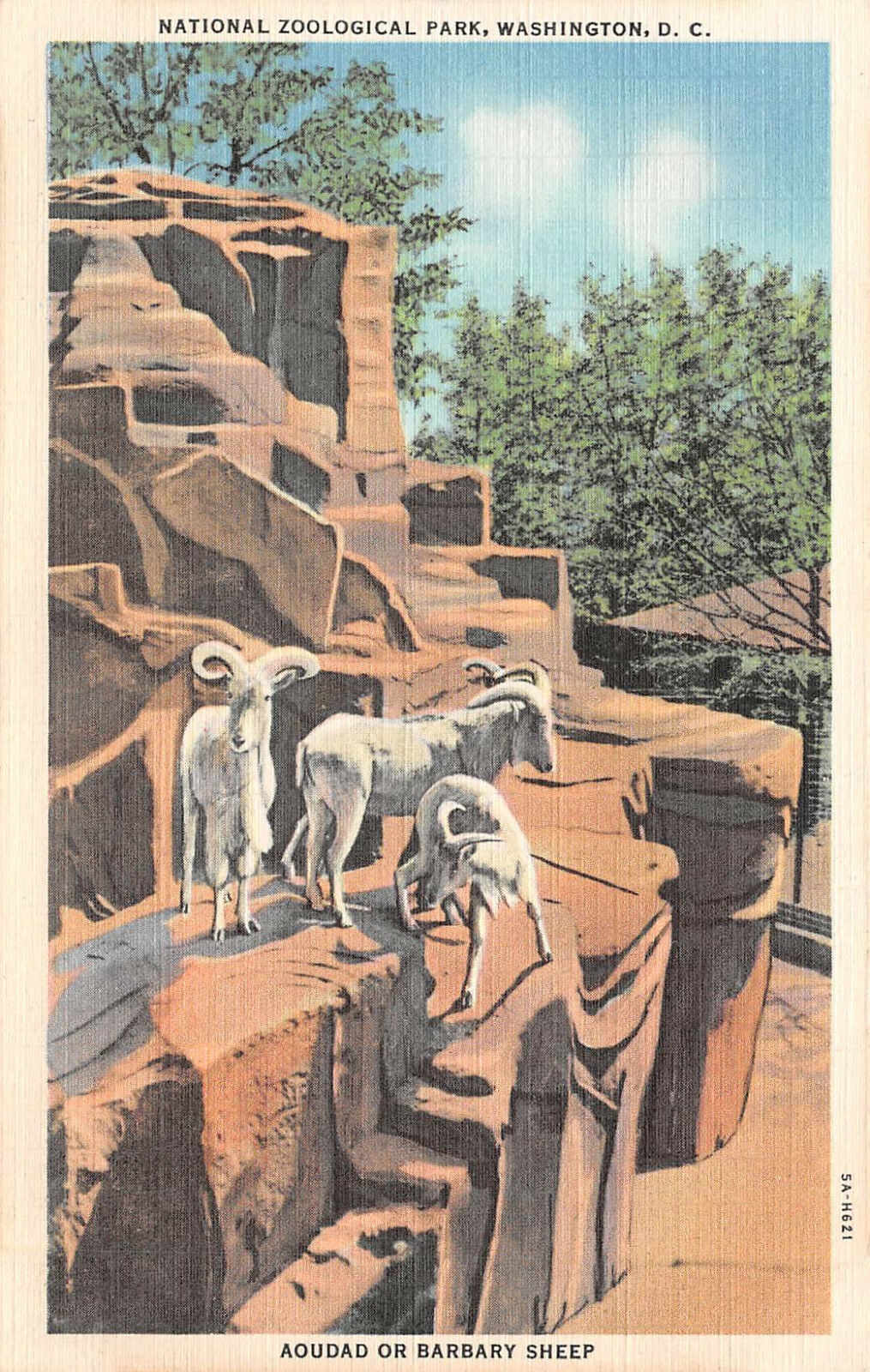 National Zoological Park  BARBARY SHEEP Washington DC Unposted c1940 Postcard
