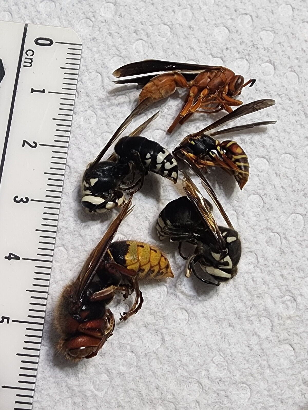 Mixed Hymenoptera from Kentucky Vespa Polistes 5 Hornets Wasps Insect Pepsis