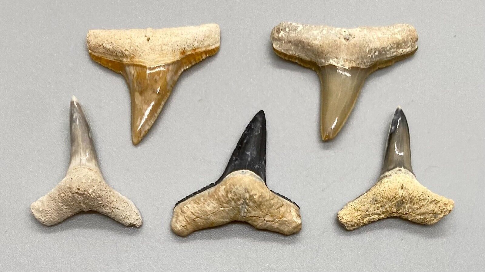 Beautiful group of 5  Lemon Fossil Shark Teeth - Sarasota, FL