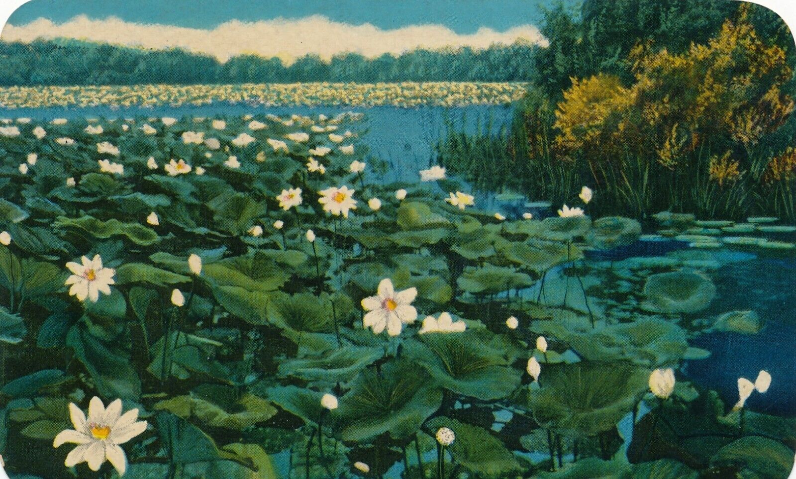 Beautiful Lotus Beds near Chicago, Illinois vintage unposted postcard