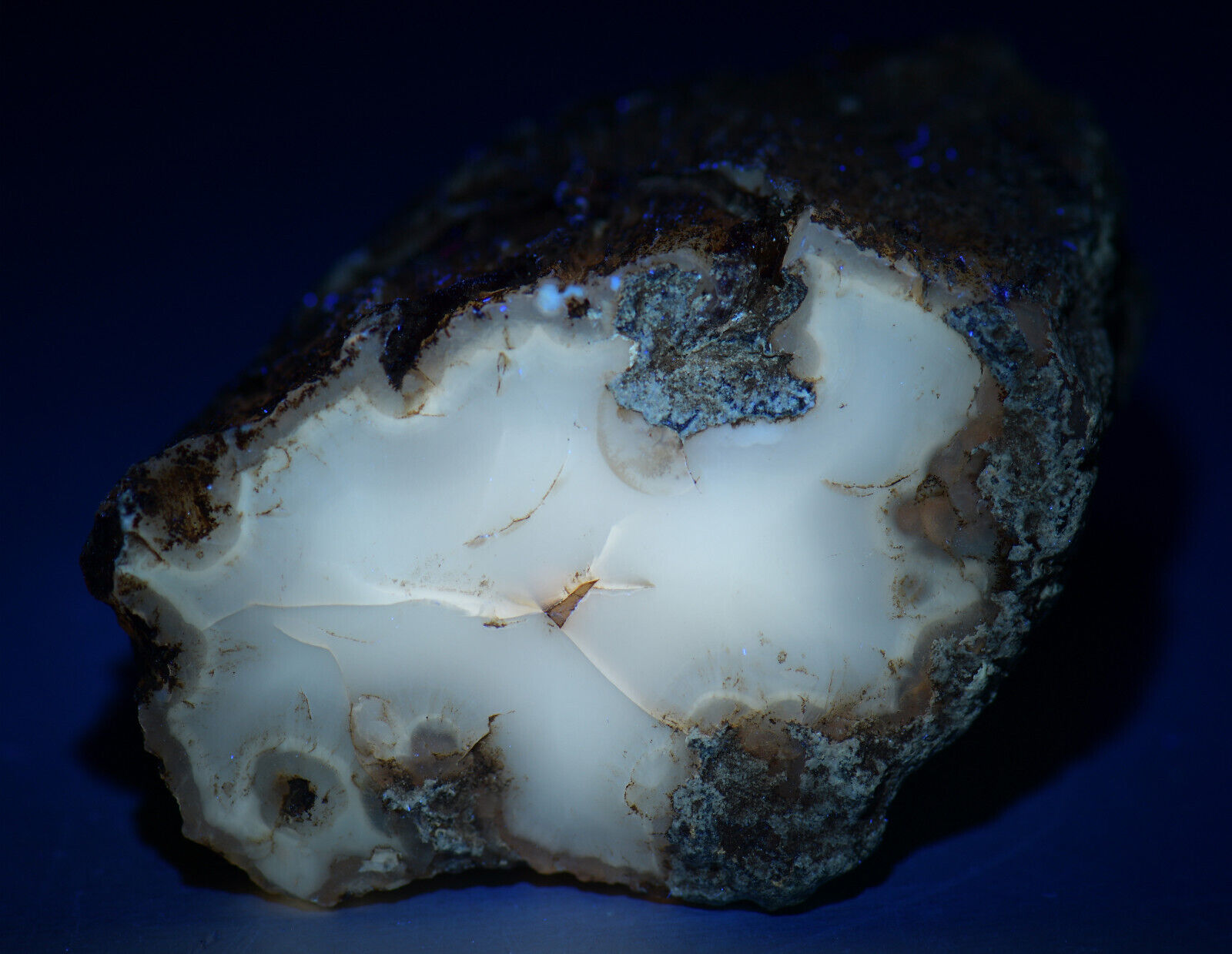 Petrified Wood-Agate,  Fluorescent. Eden Valley, Wyoming. 43 grams. Video.