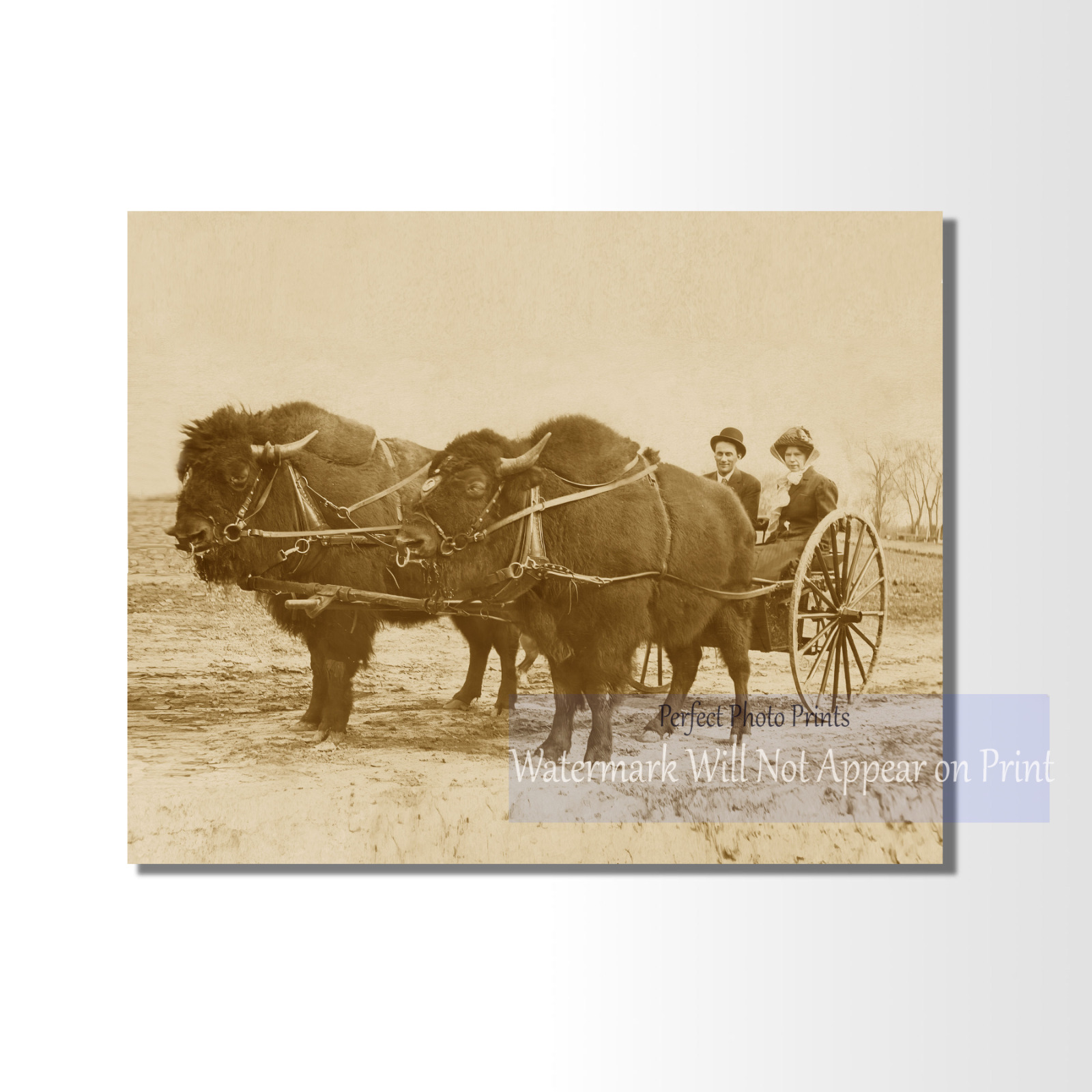 Vintage Bison-Pulled Cart Photo Print - Early 1900s Western Print