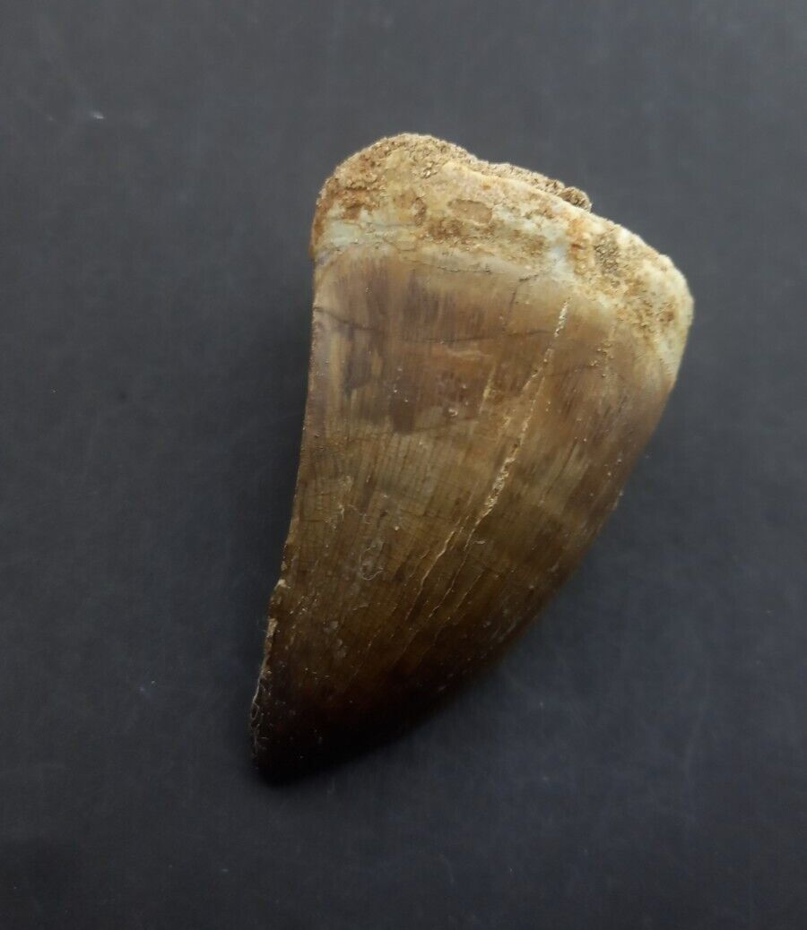1.9Inches Rare Mosasaur Tooth Fossil Prognathodon  teeth Morocco Fossilized #B14