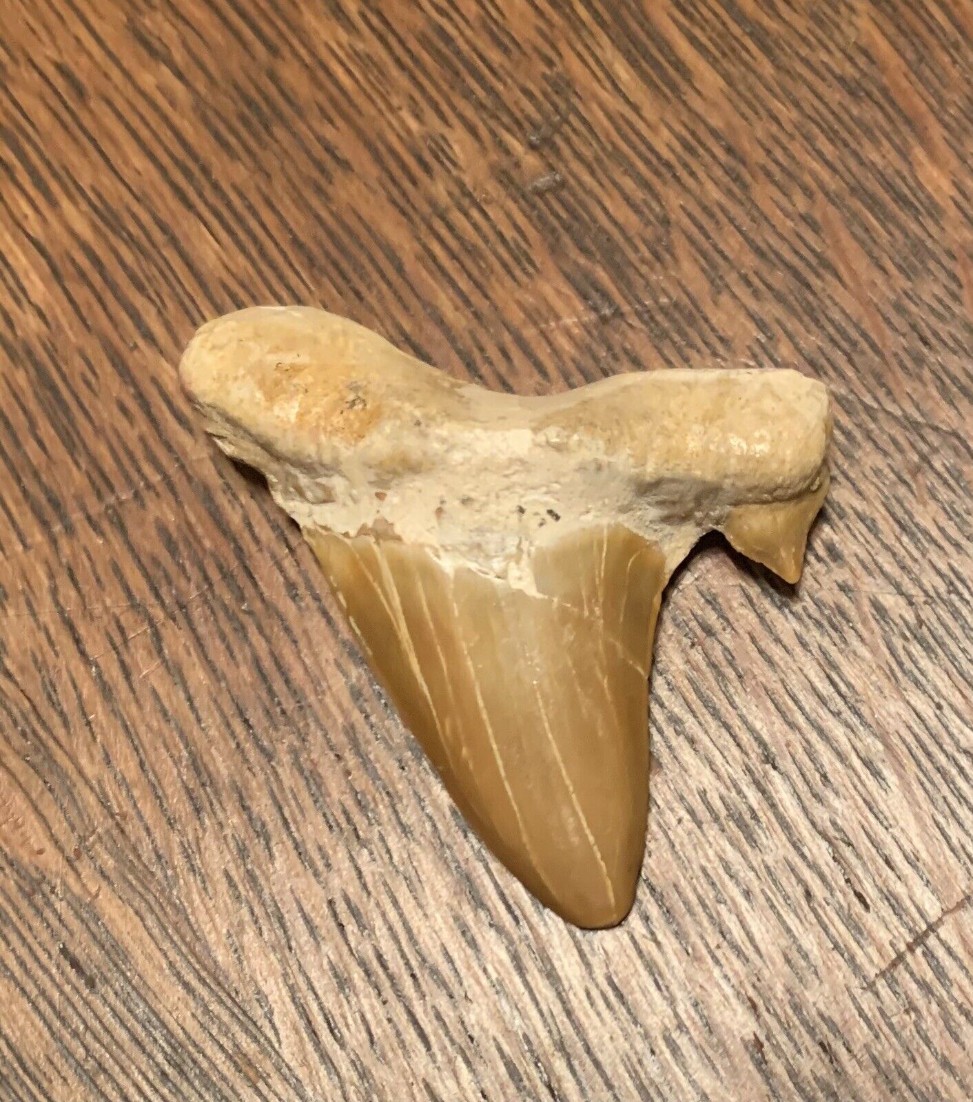 Fossil Shark Tooth 2 1/4” Long