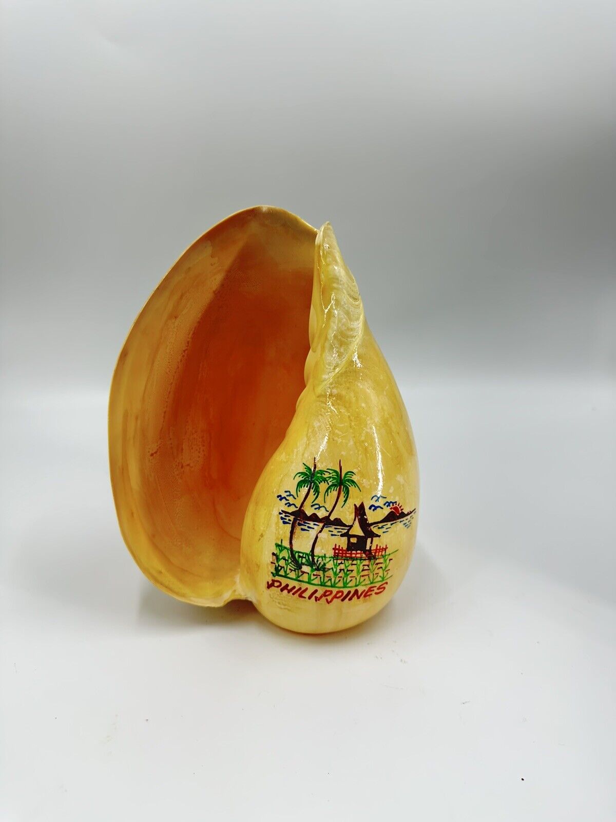 Huge, Rare, Extra Large Melon Seashell, Polished 10” Philippines Art Souvenir