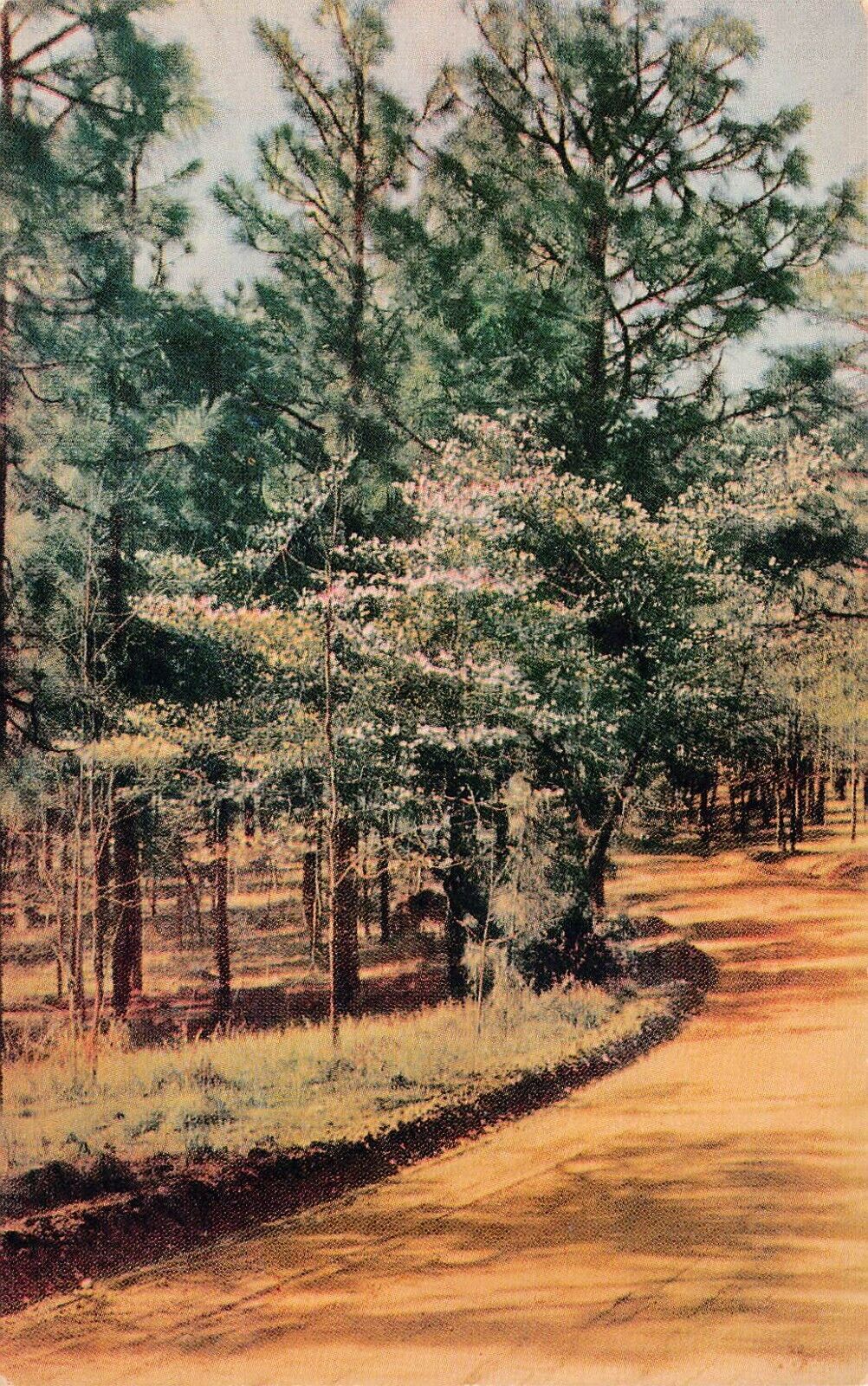 Chapel Hill NC North Carolina Dirt Road Dogwood Trees Pines Vtg Postcard W8