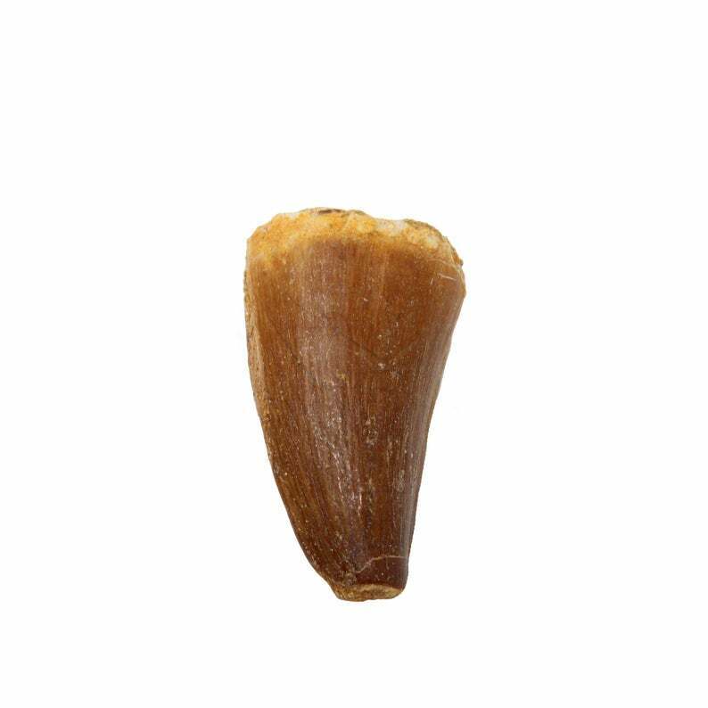 Mosasaur Tooth Dinosaur Tooth Fossil Over 100 Million Years Old