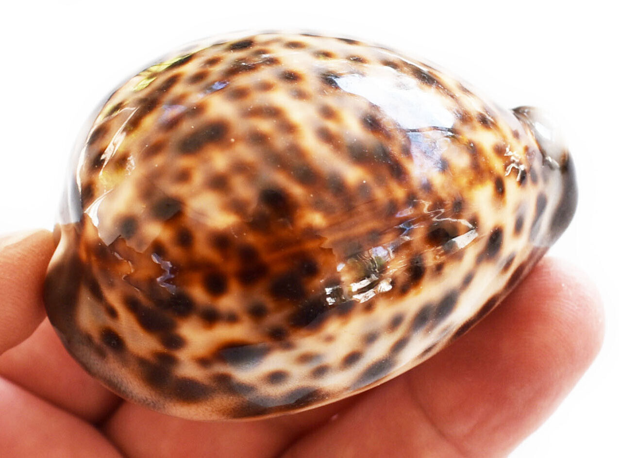 One Select Large Tiger Cowrie (Cypraea Tigris) Shell 3 1/2\