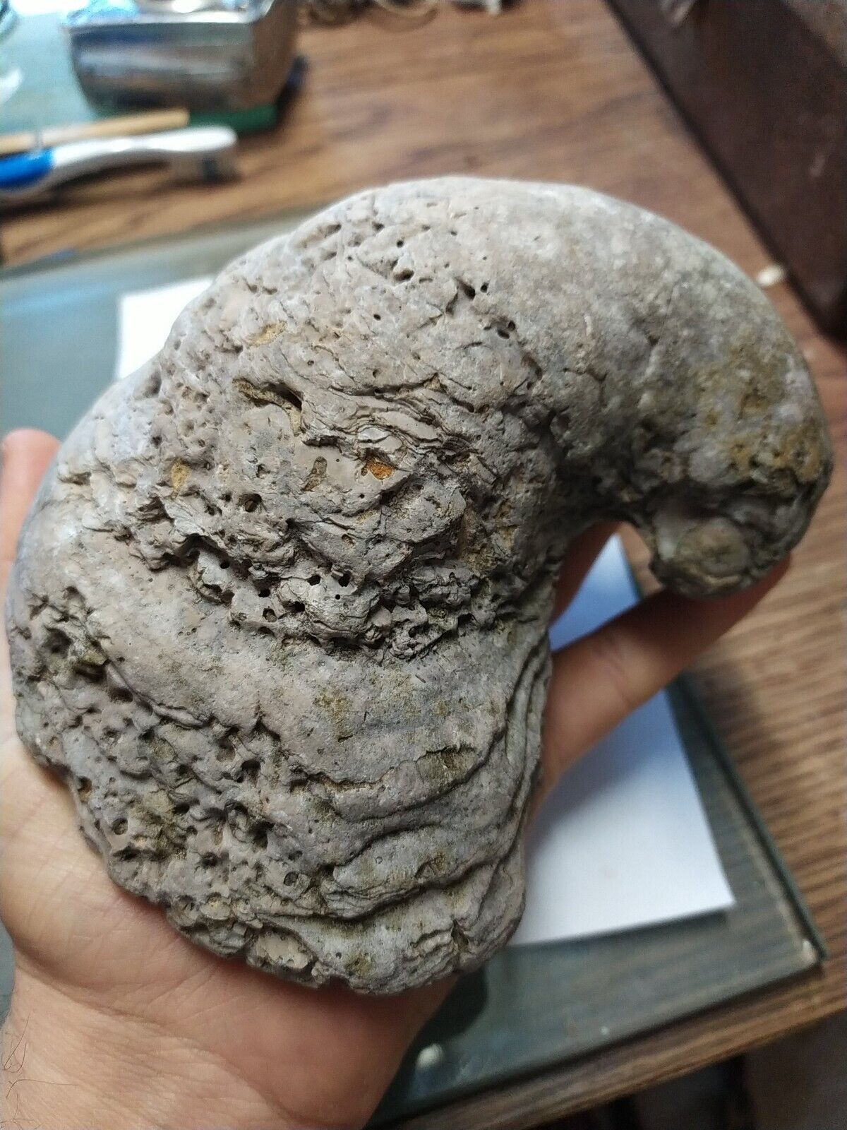 Huge & Heavy 1kg 1m+ year old Texas Prehistoric Oyster 🐌Fossil. Devil's Toenail