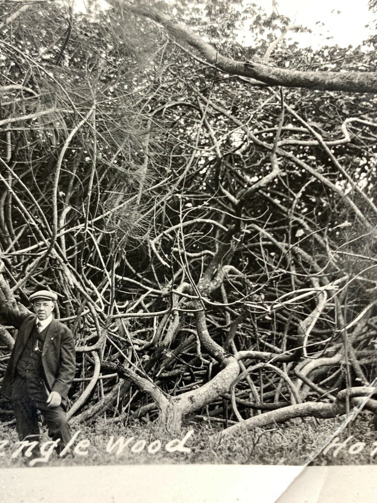 F4 Found Photograph Rare Photo Tanglewood Tangle Wood Forest Honolulu 1920-30\'s